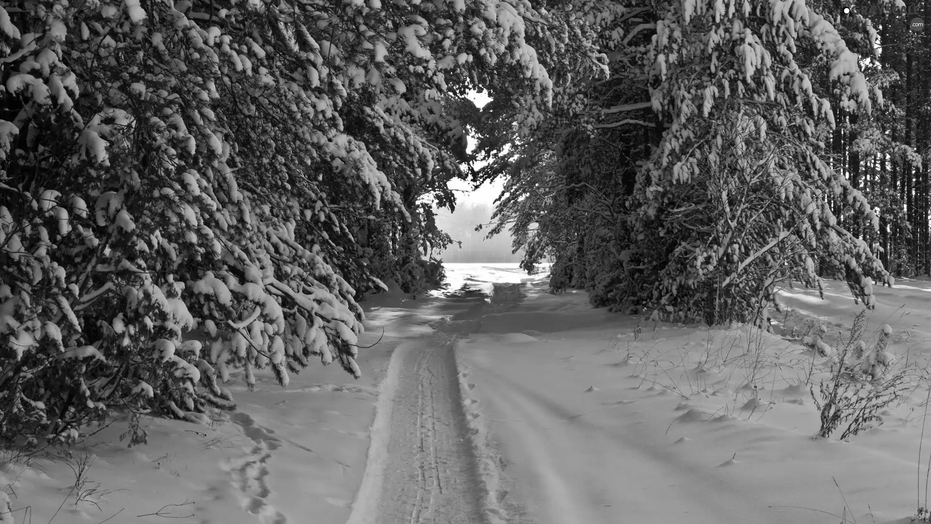 snow, forest, Path