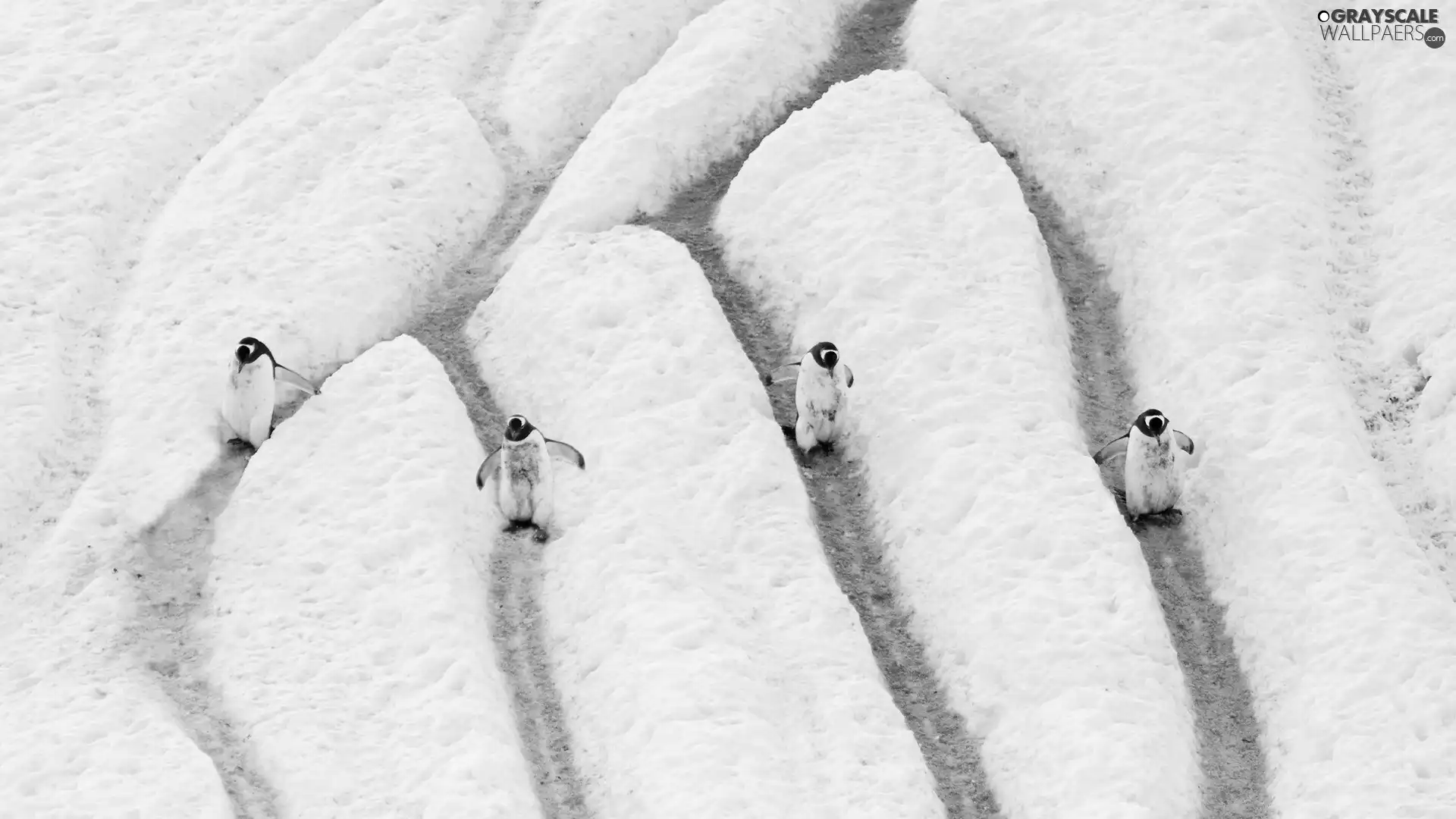 penguin, snow