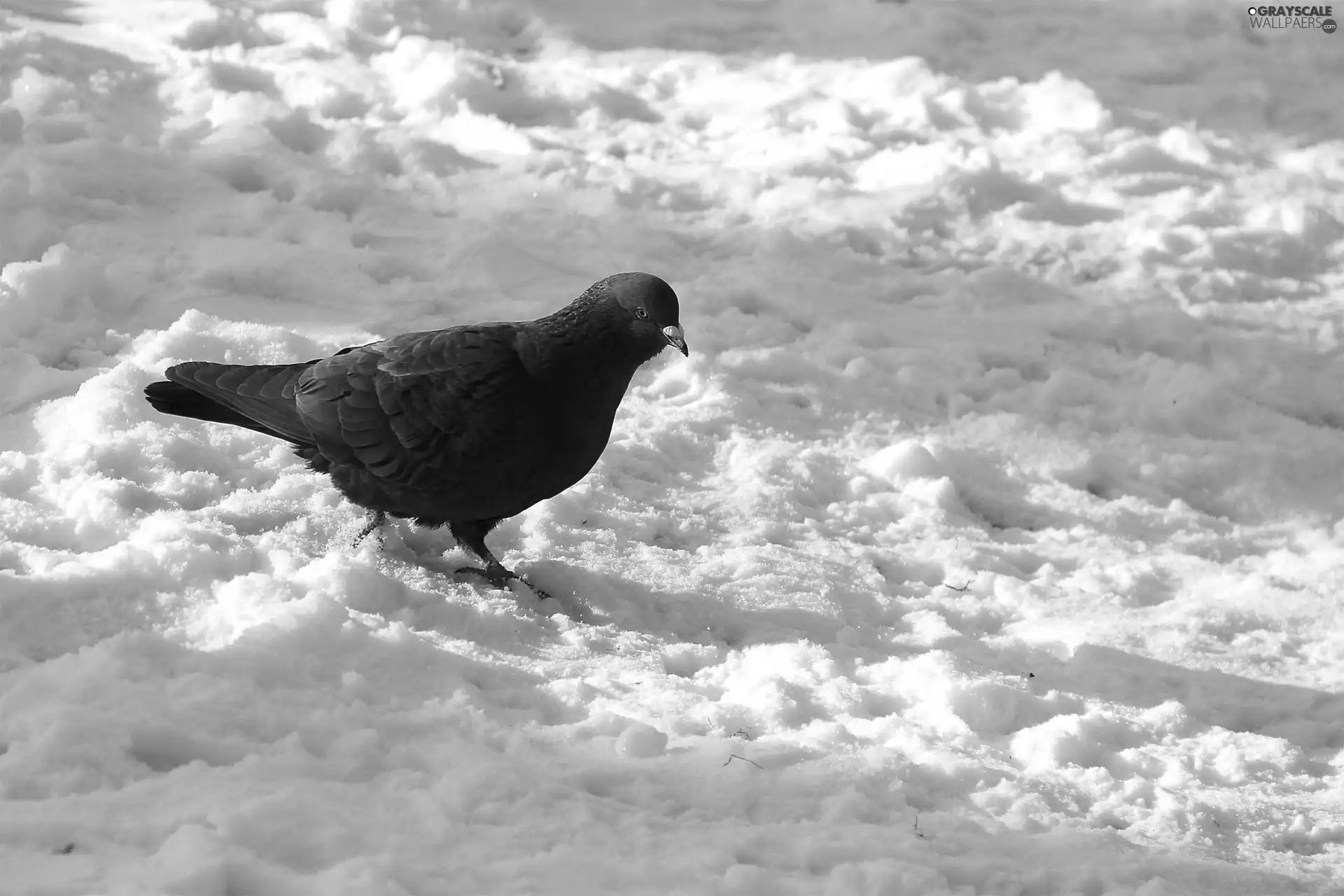 snow, Black, pigeon