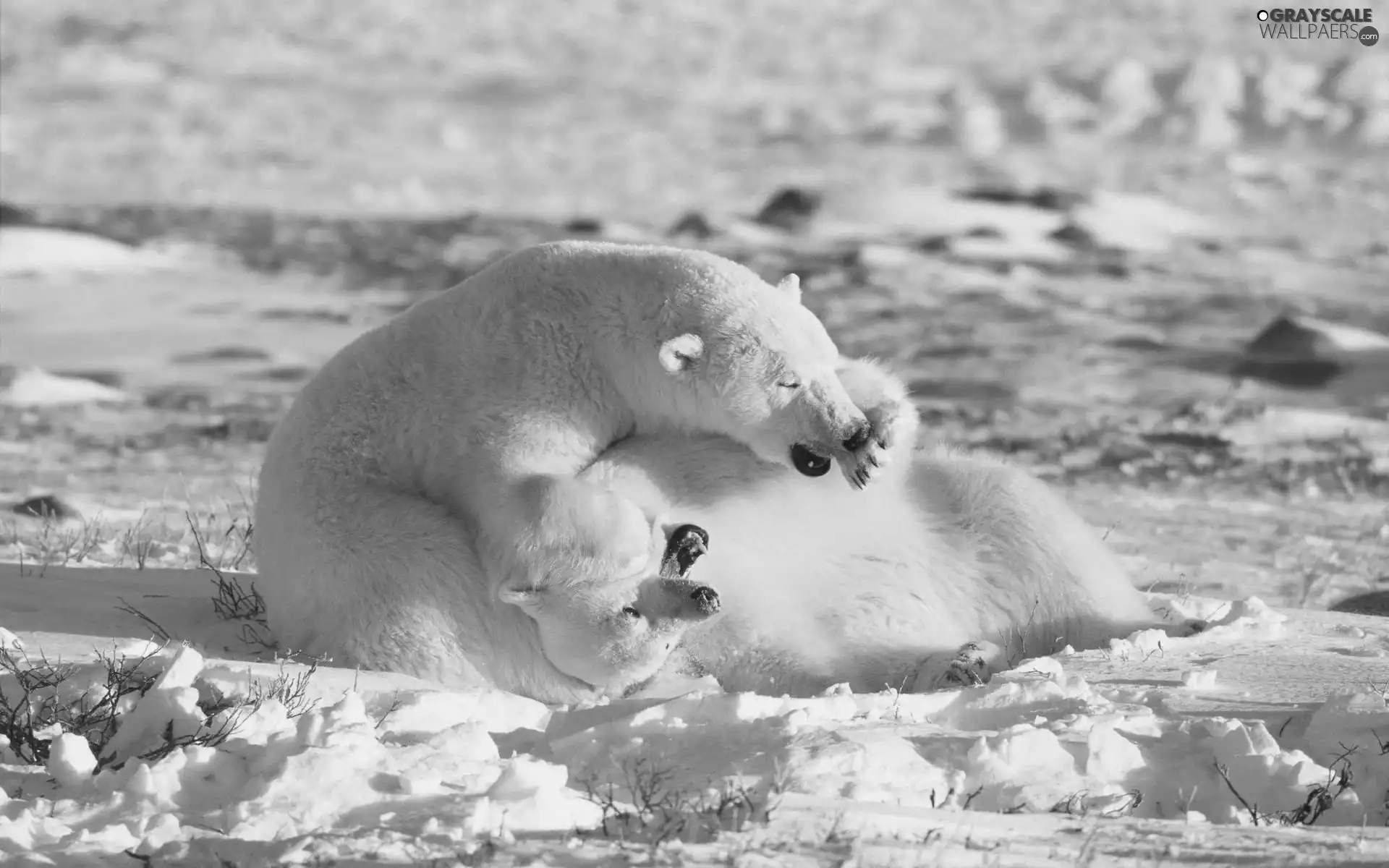 snow, bears, polar