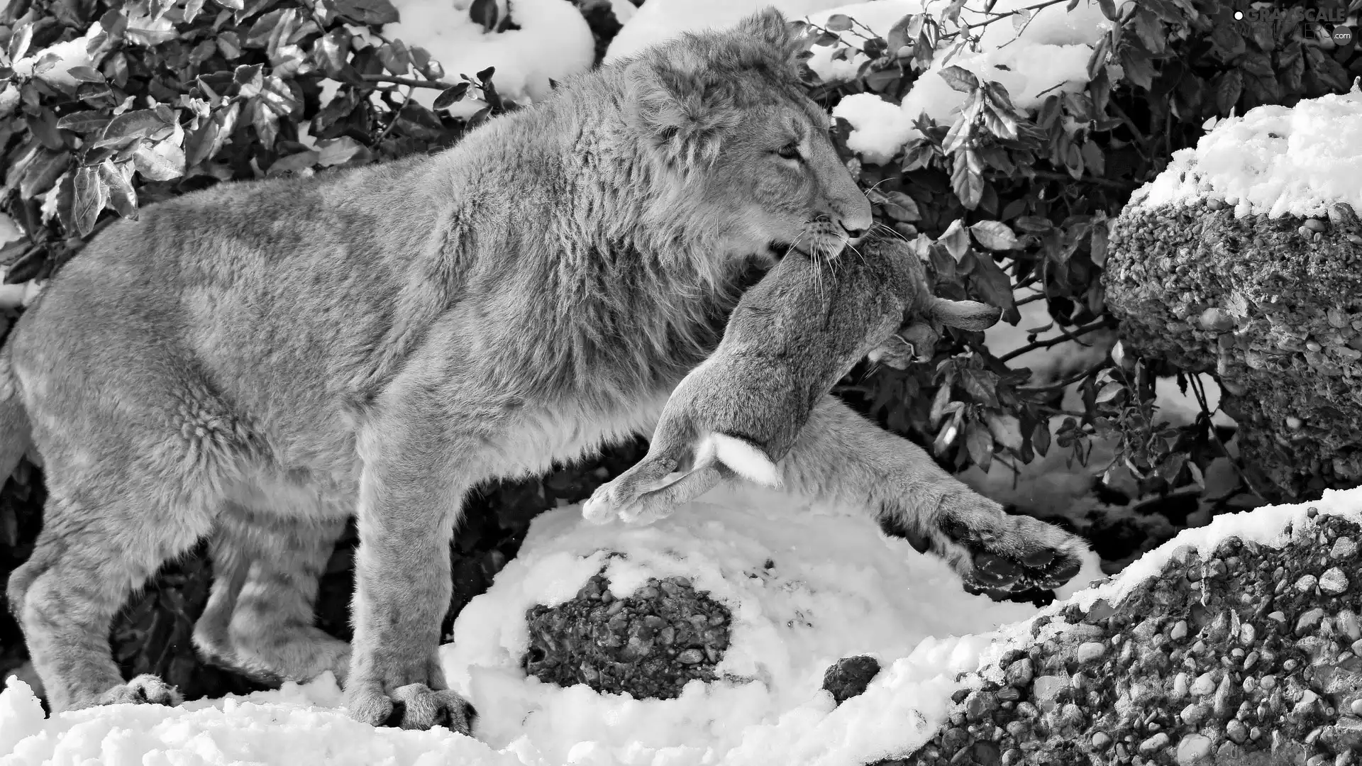 Wild Rabbit, Lion, snow