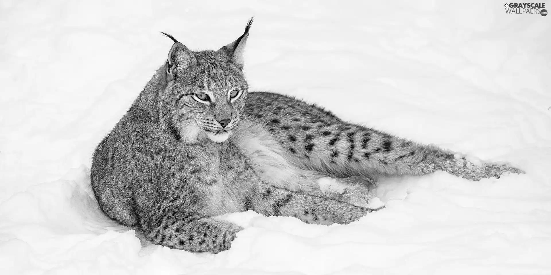 snow, Lynx, resting