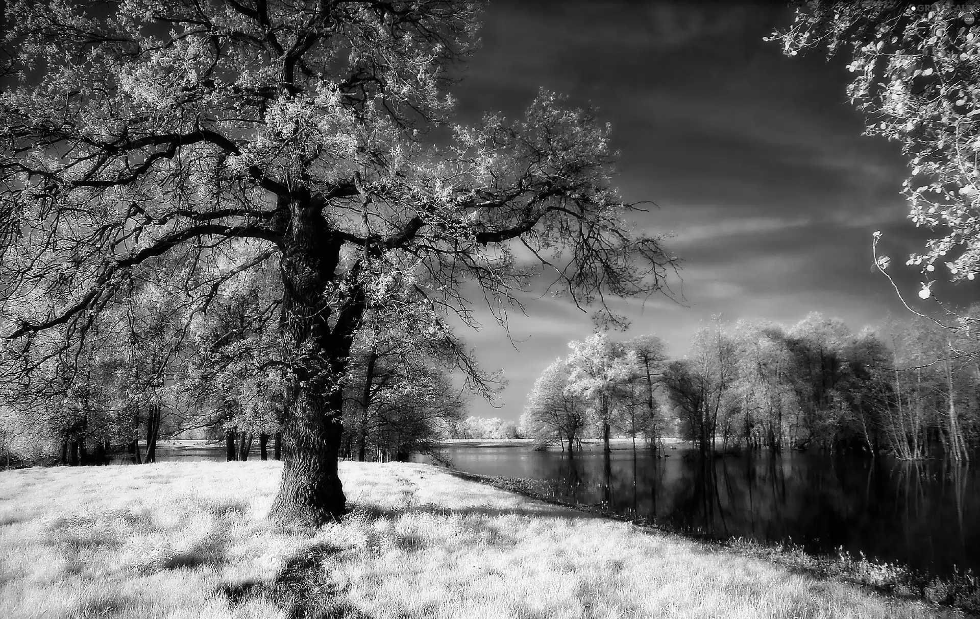 River, viewes, snow, trees