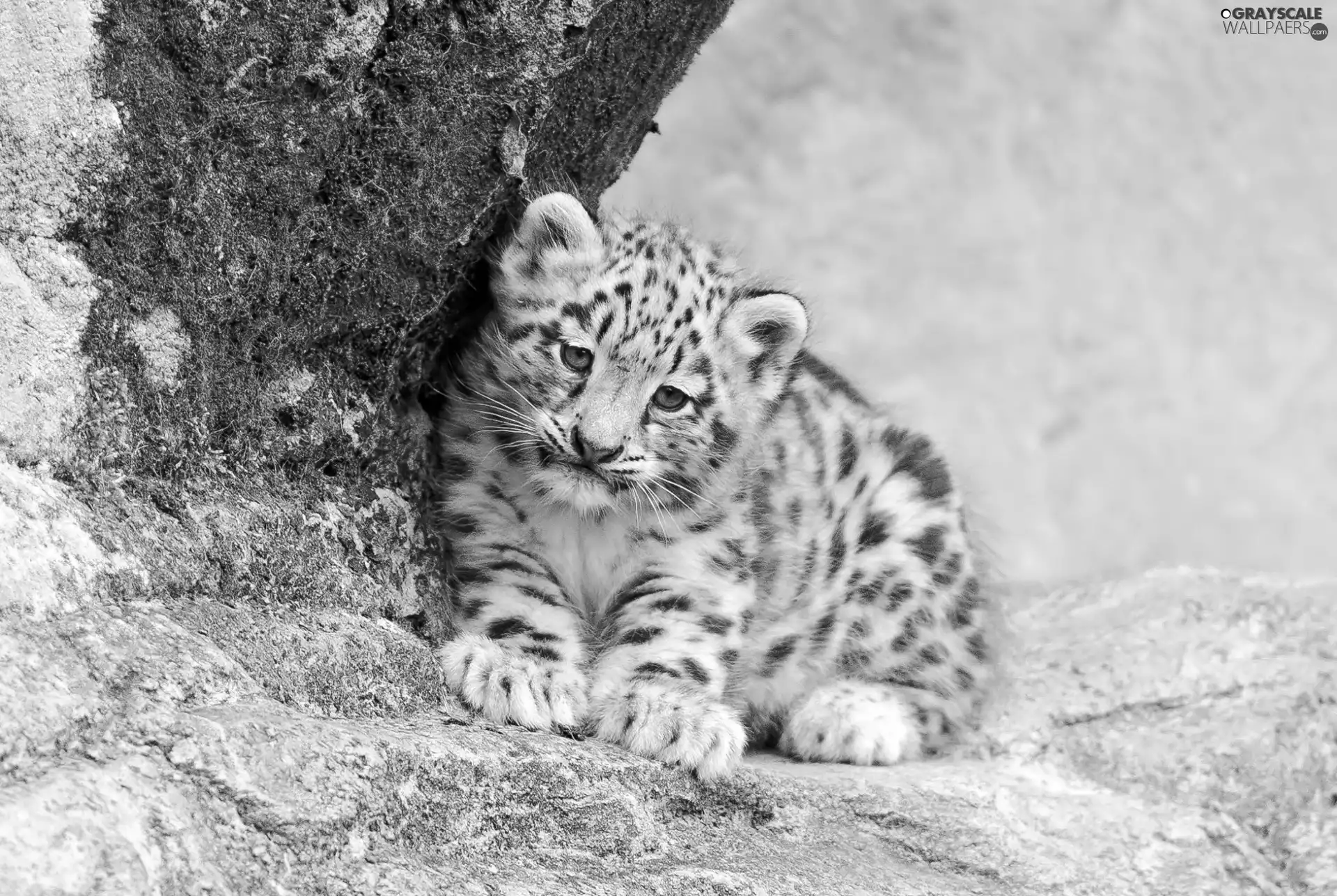 Rocks, Little, snow leopard
