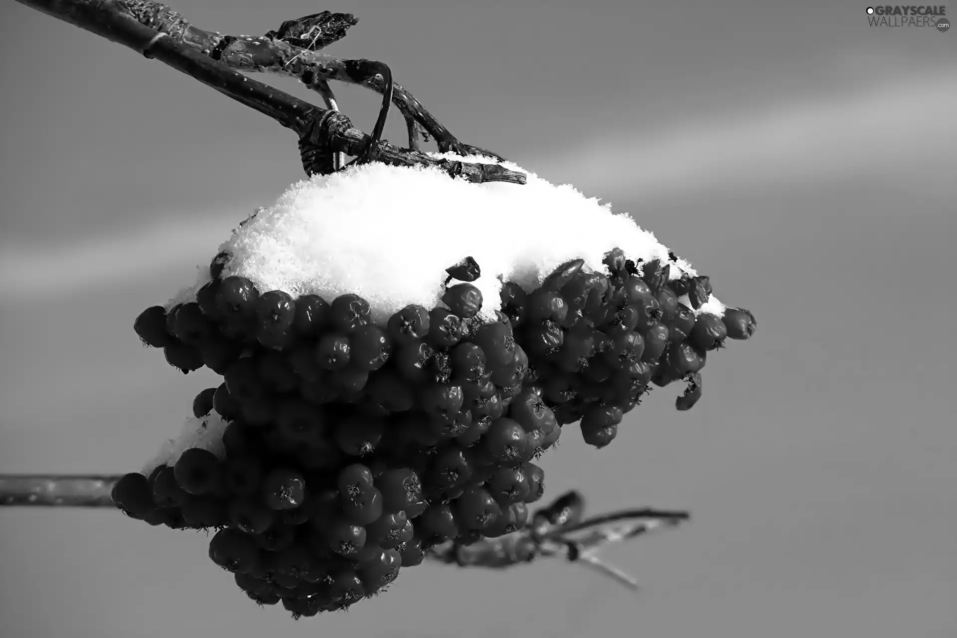 snow, twig, rowan