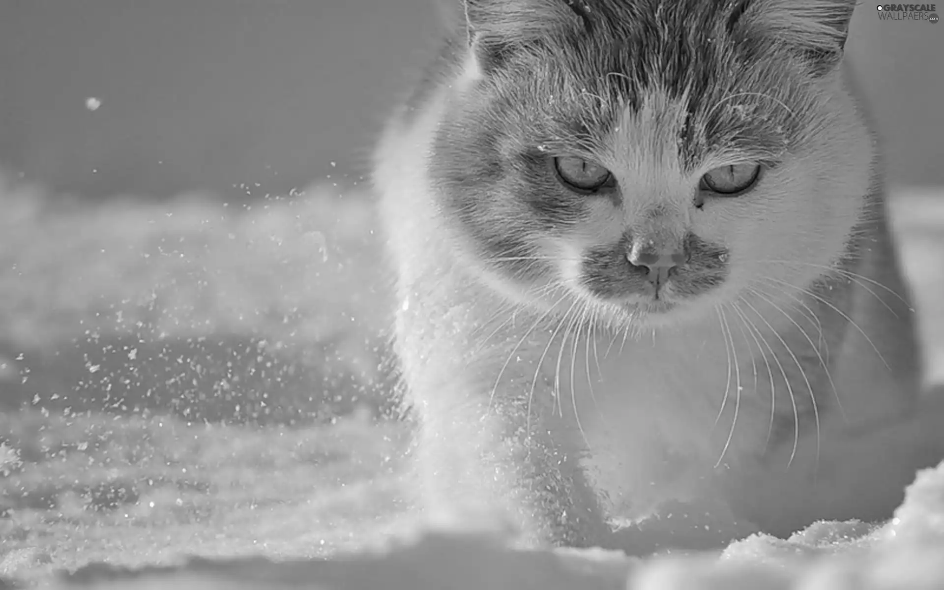 russet, kitten, snow, White