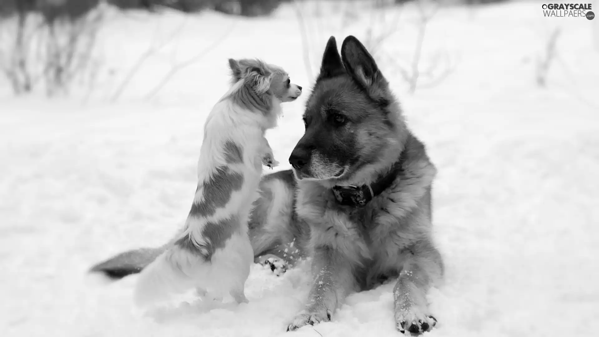 snow, Chihuahua, sheep-dog, german, Dogs