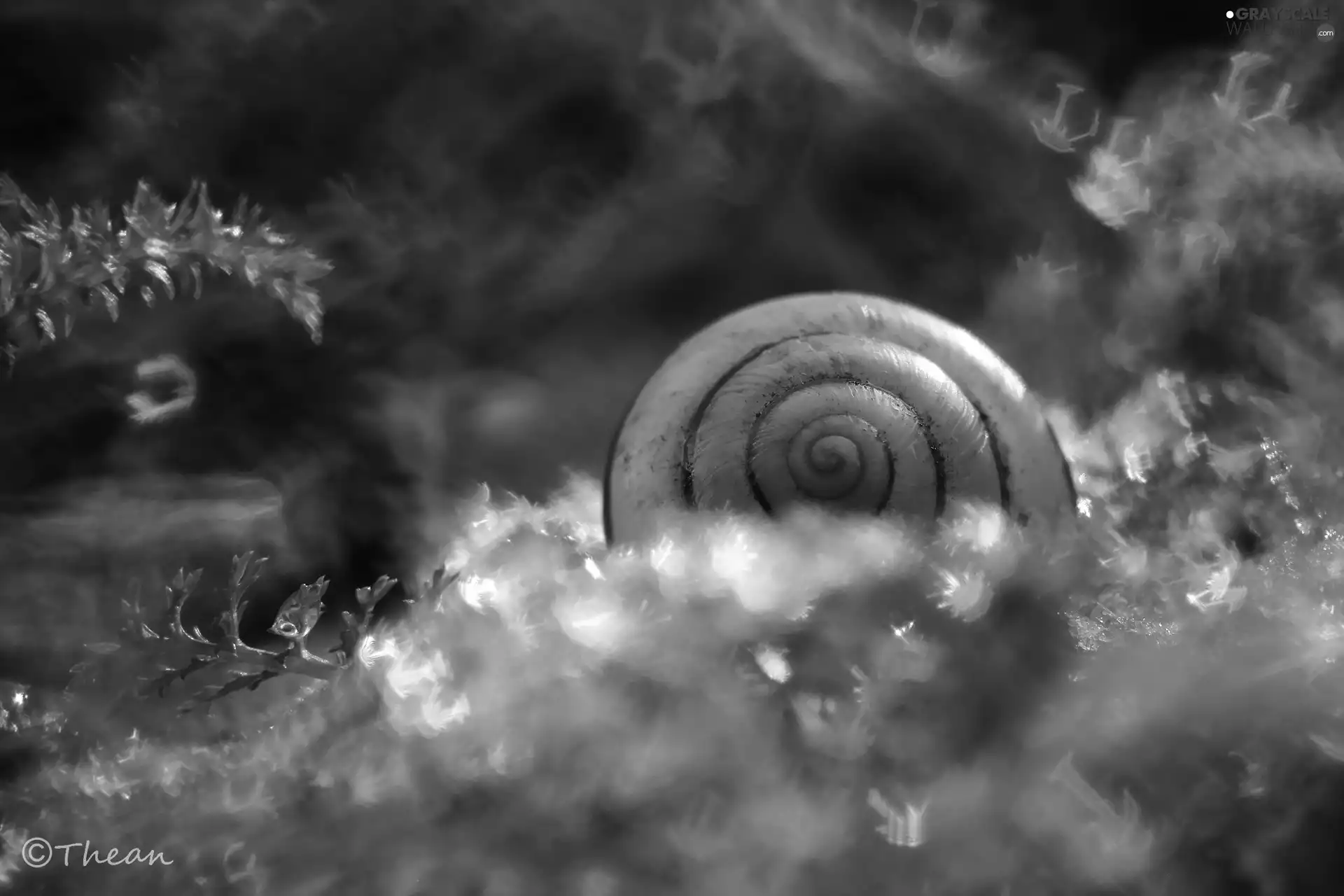 shell, Moss, snow, snail