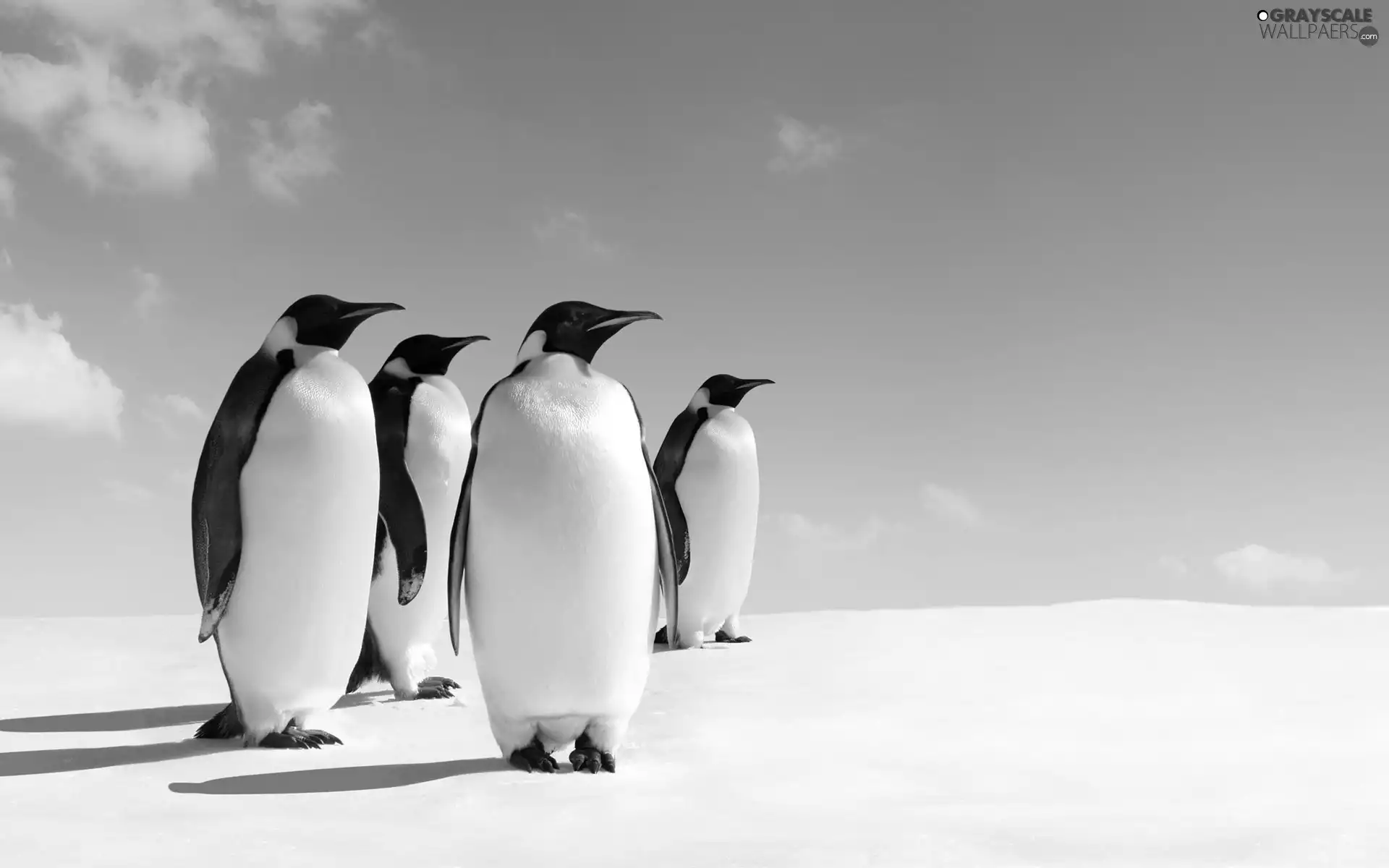 snow, penguin, Sky