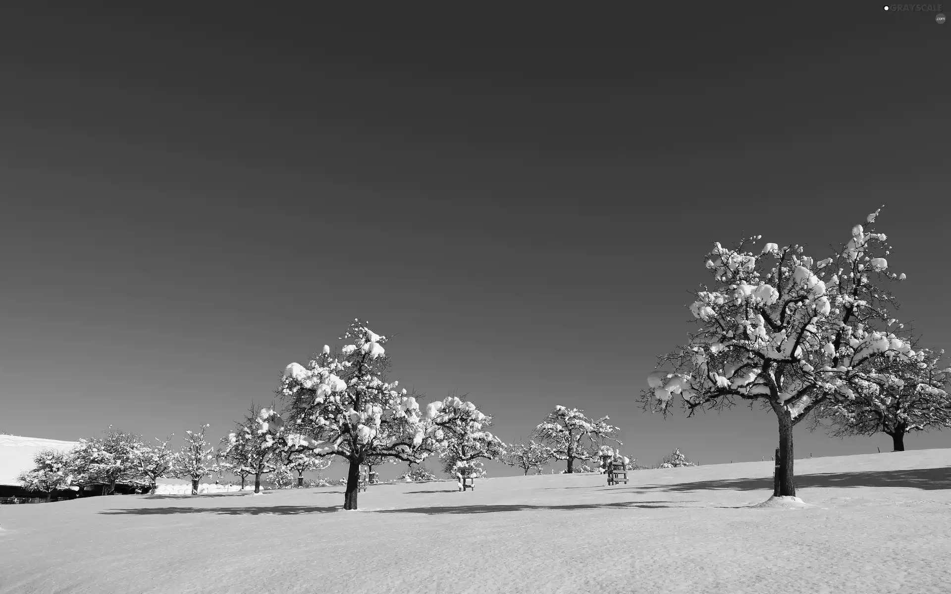 Sky, viewes, snow, trees