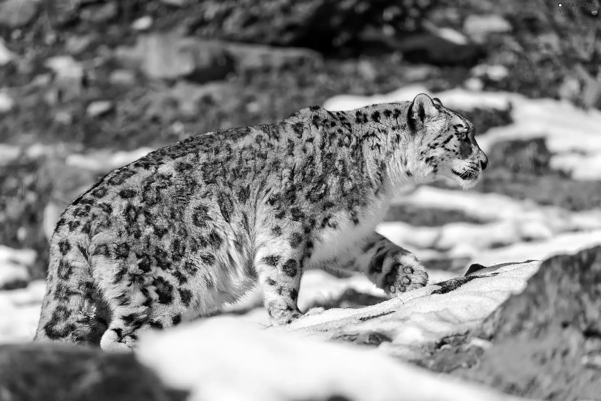 snow leopard, snow