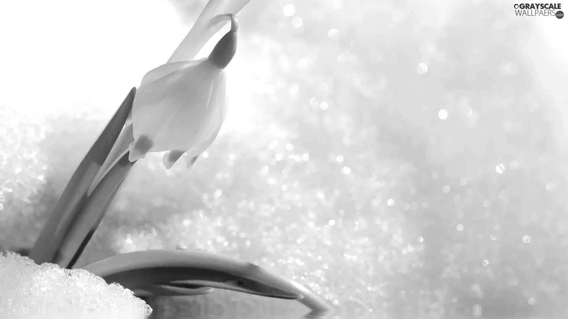 Snowdrop, snow