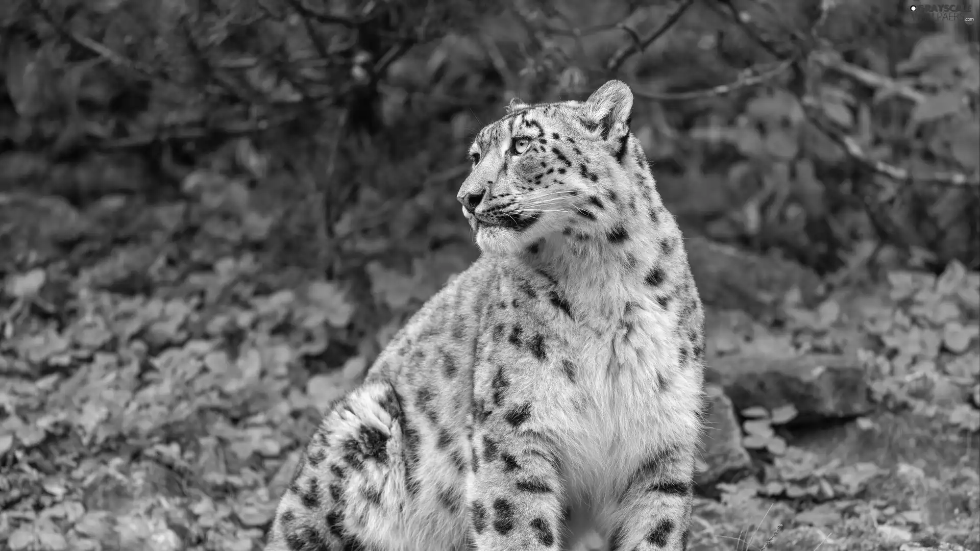 snow leopard, snowy