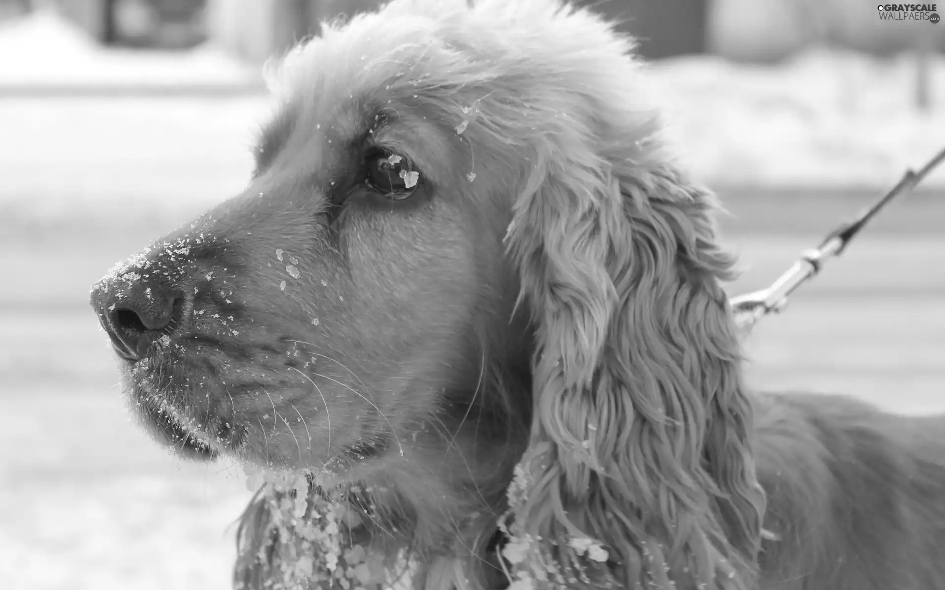 snow, Cocker, Spaniel