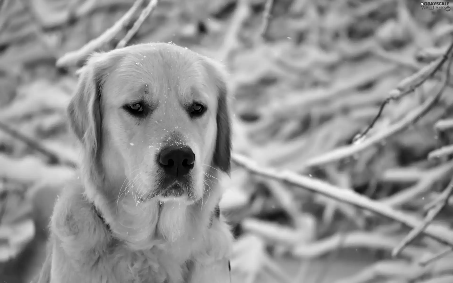 Sponge, branch pics, snow, Labrador