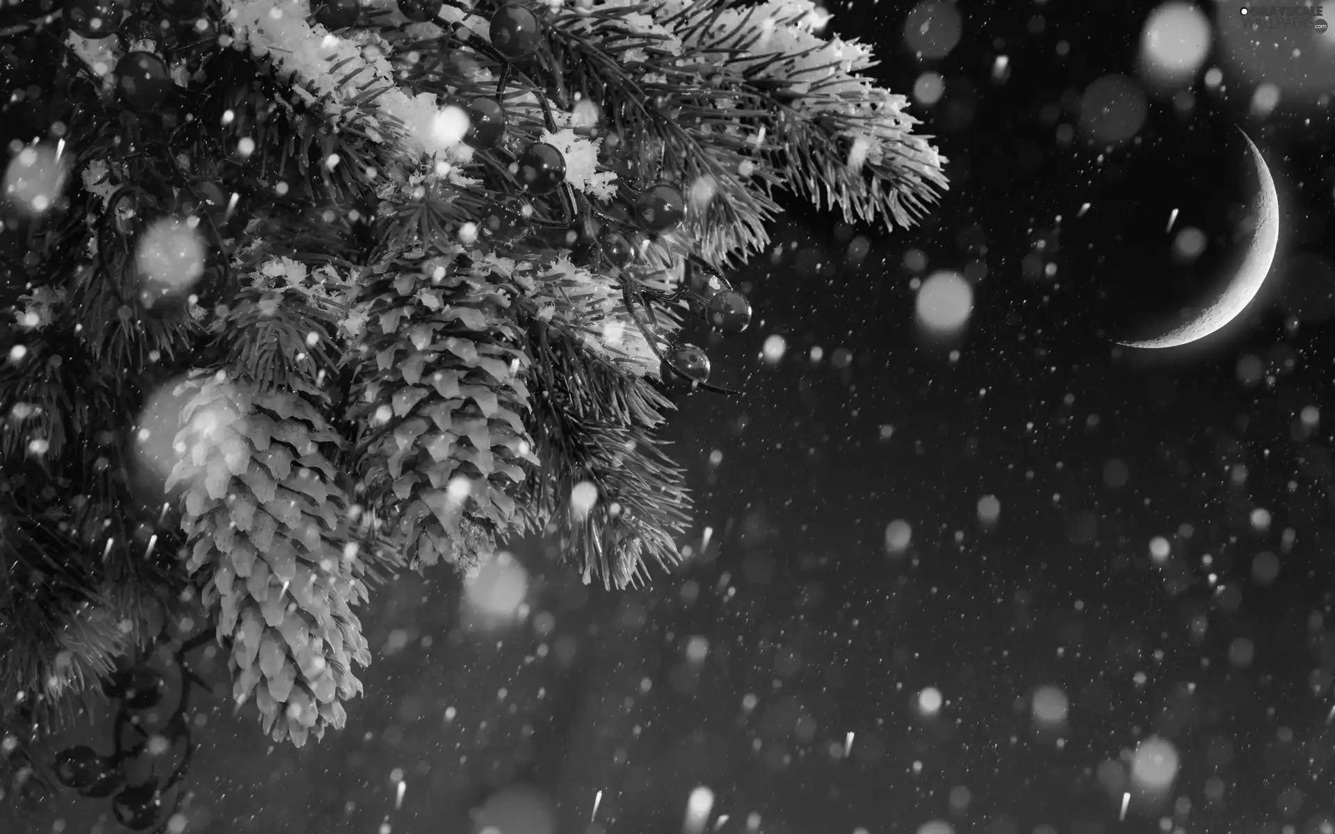 spruce, moon, snow, cones