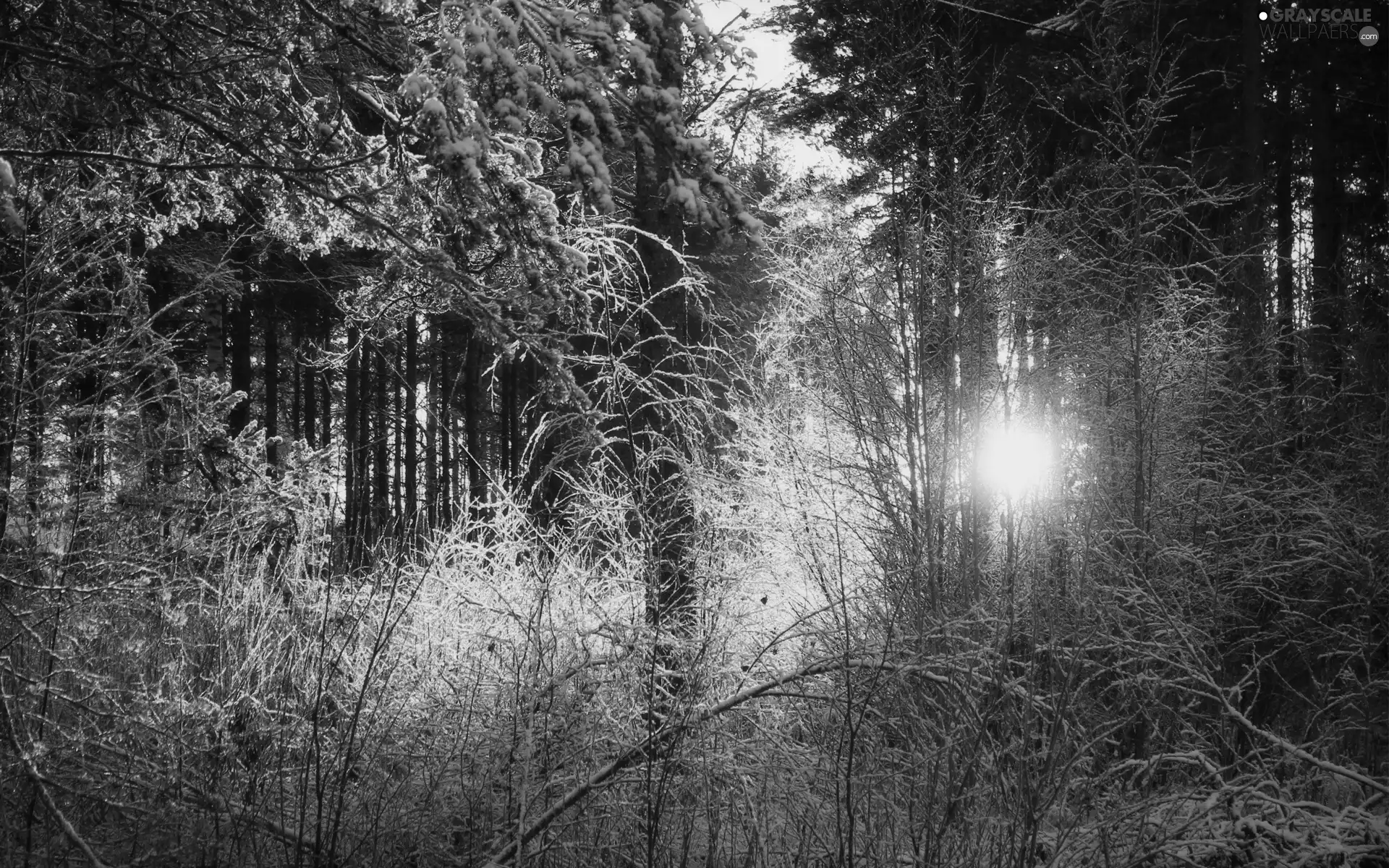 rays of the Sun, forest, snow