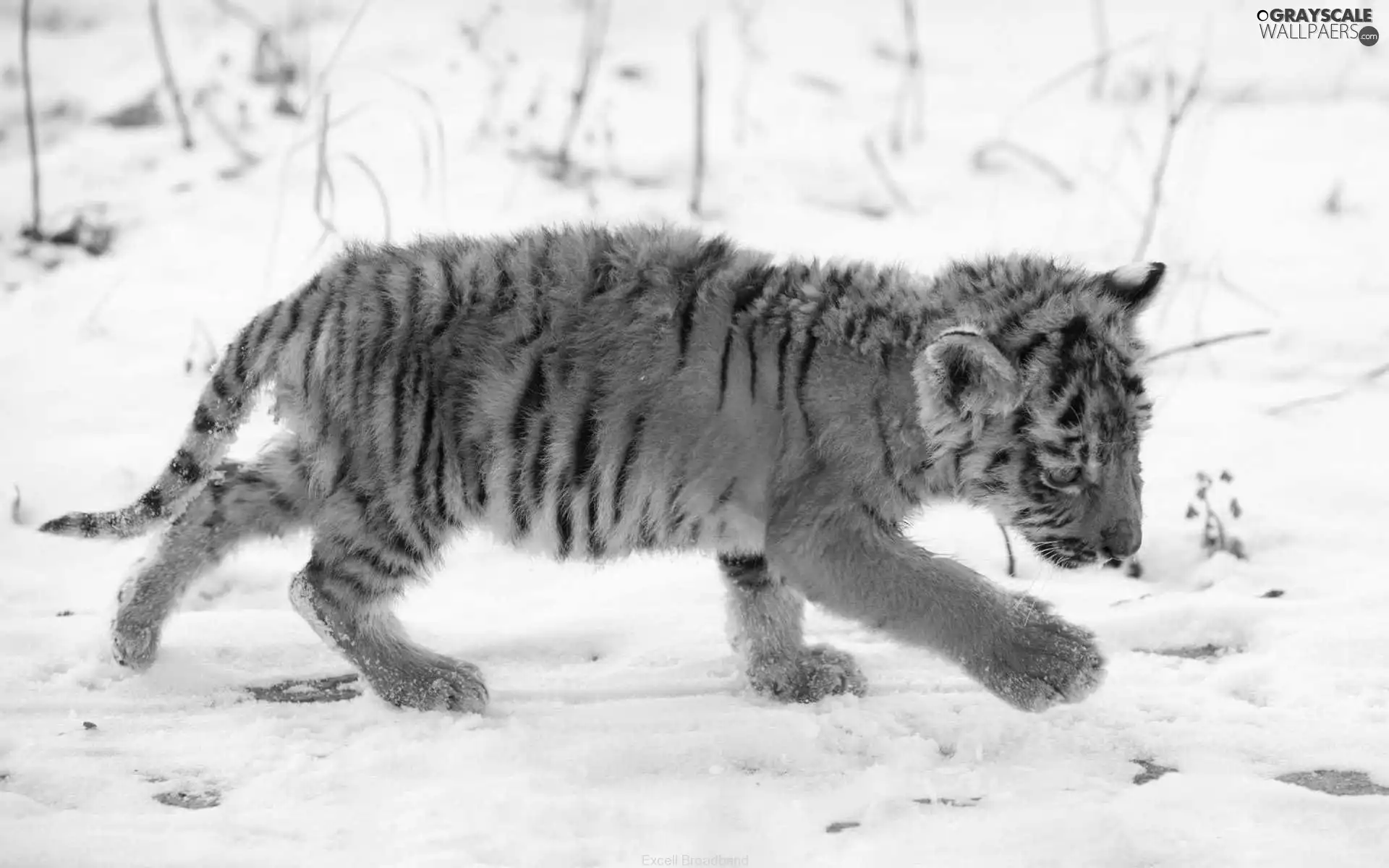 Tiger, snow