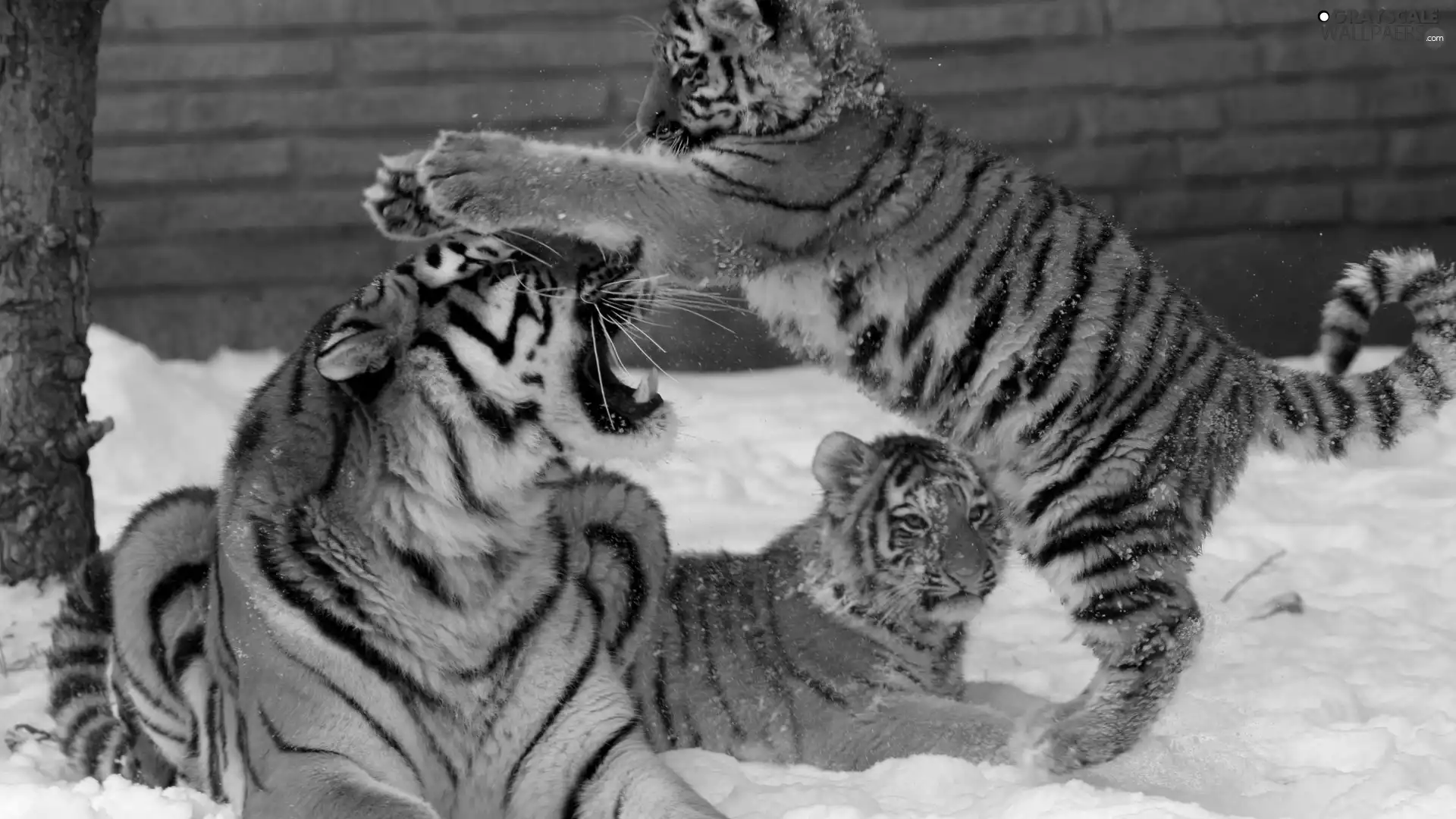snow, Three, tigress