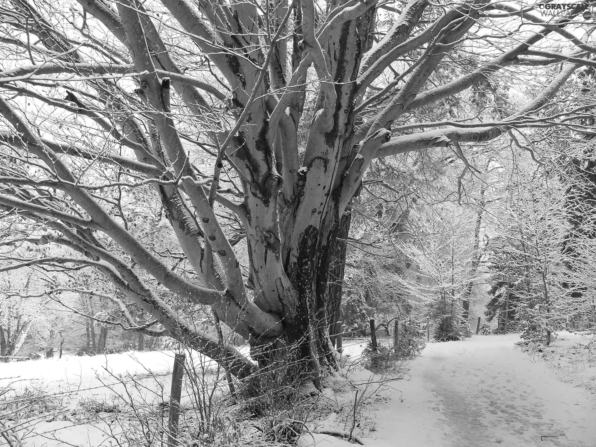 viewes, winter, fence, snow, Way, trees