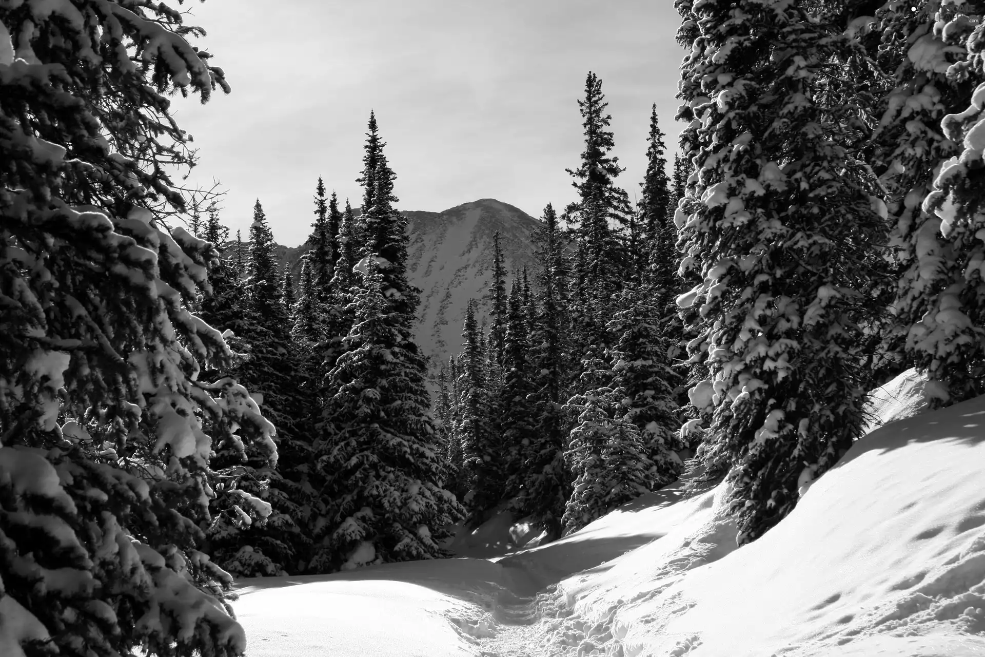 trees, Path, snow, viewes