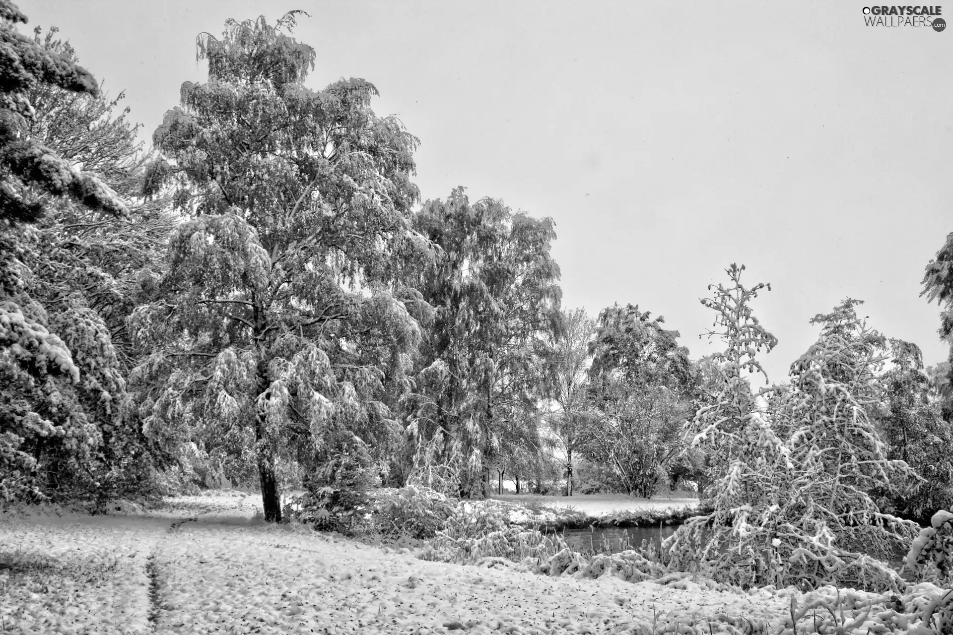 trees, rime, snow, viewes