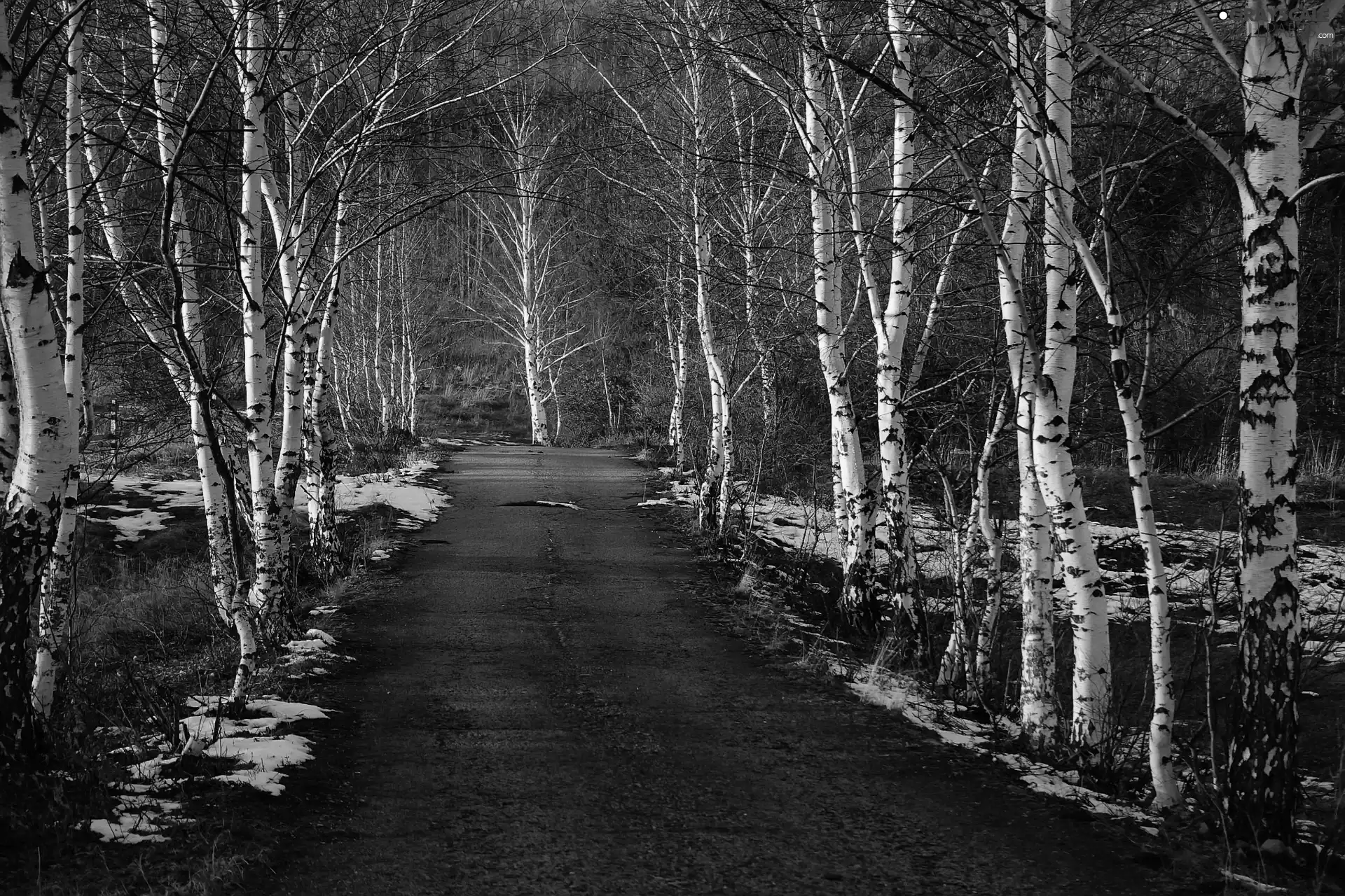 viewes, forest, Way, snow, birch, trees