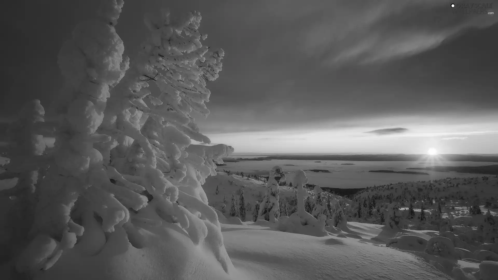 Great Sunsets, winter, Snow-covered Trees