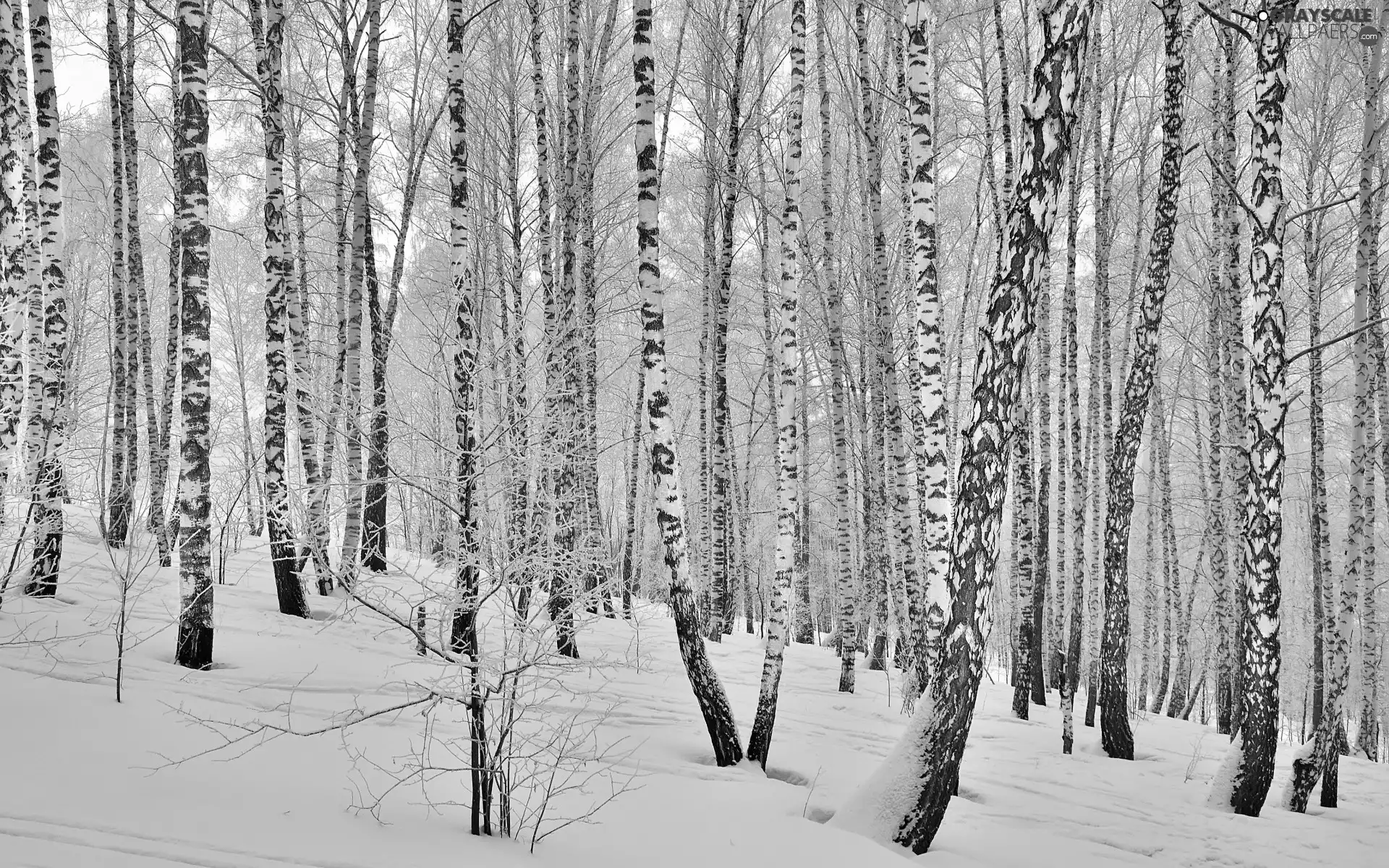 viewes, forest, winter, snow, birch, trees
