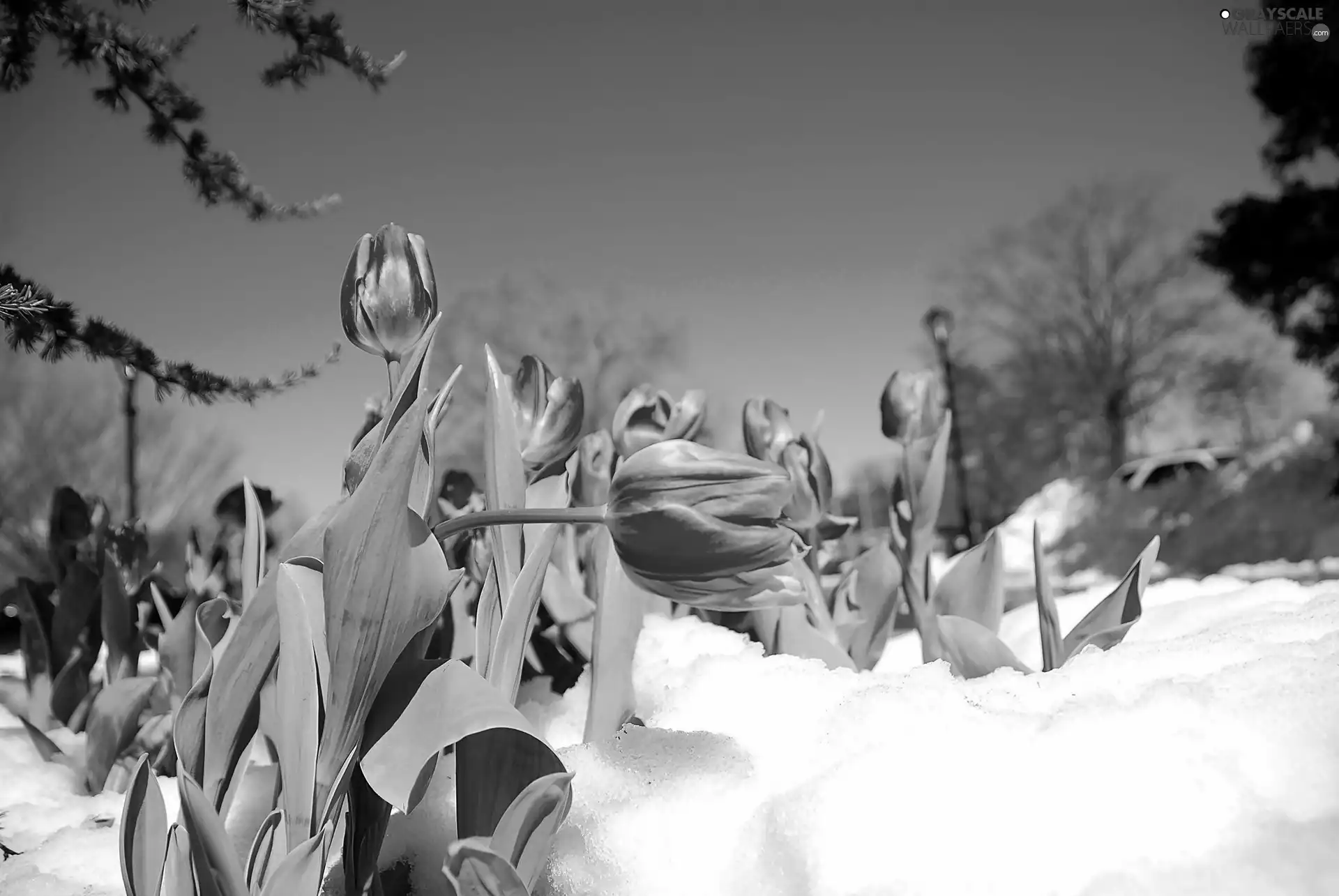 snow, Pink, Tulips