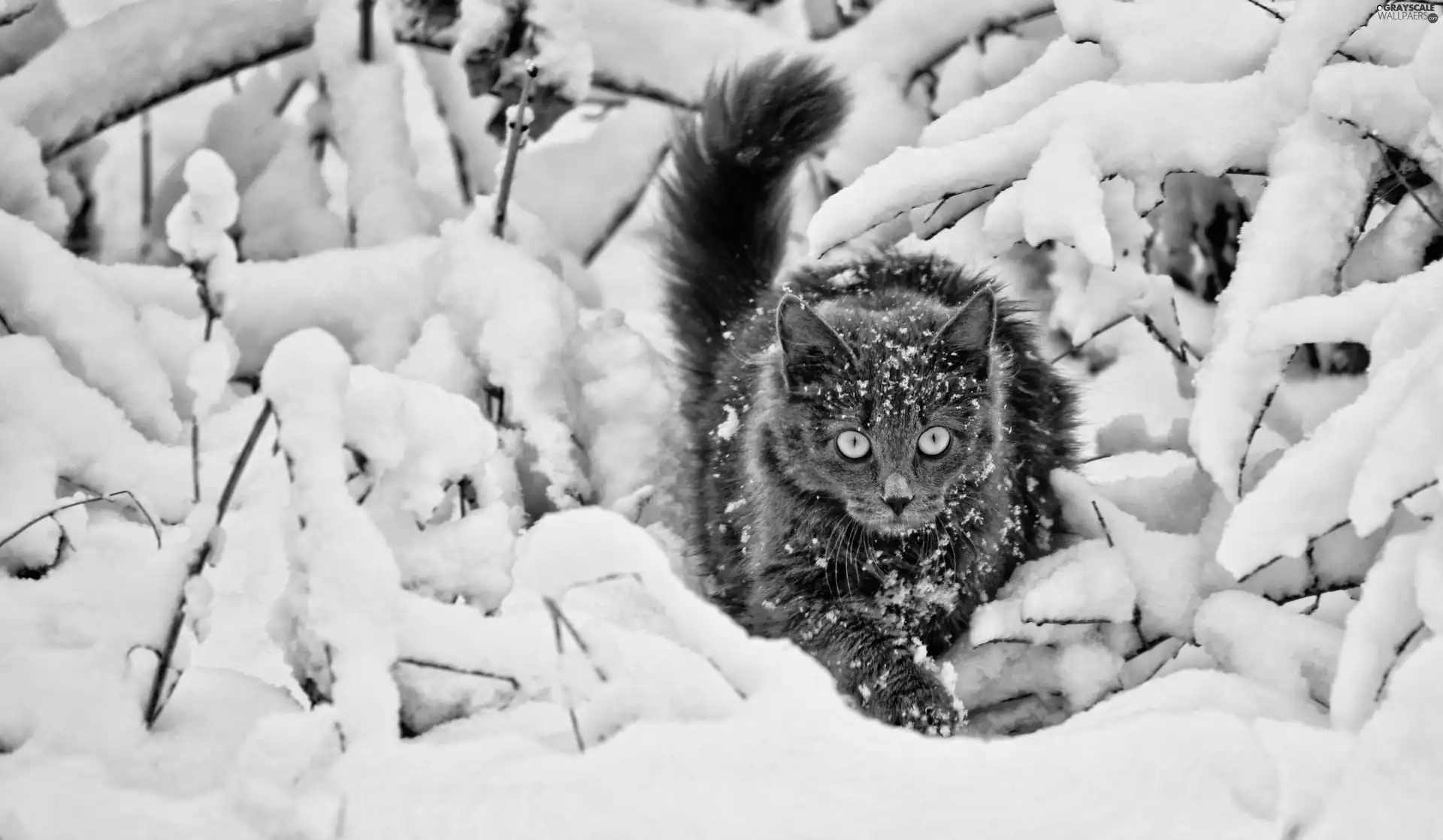 snow, cat, Twigs