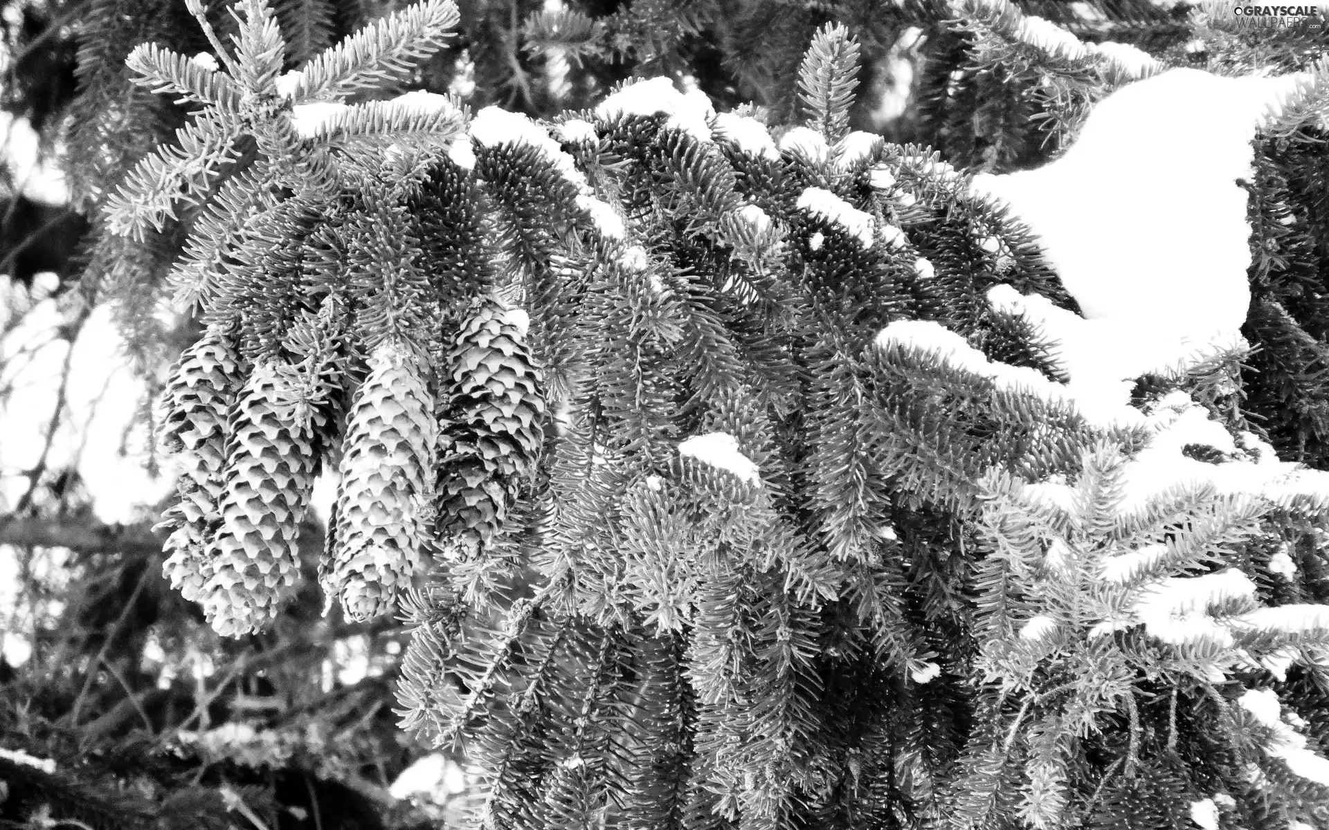 Twigs, cones, snow, spruce