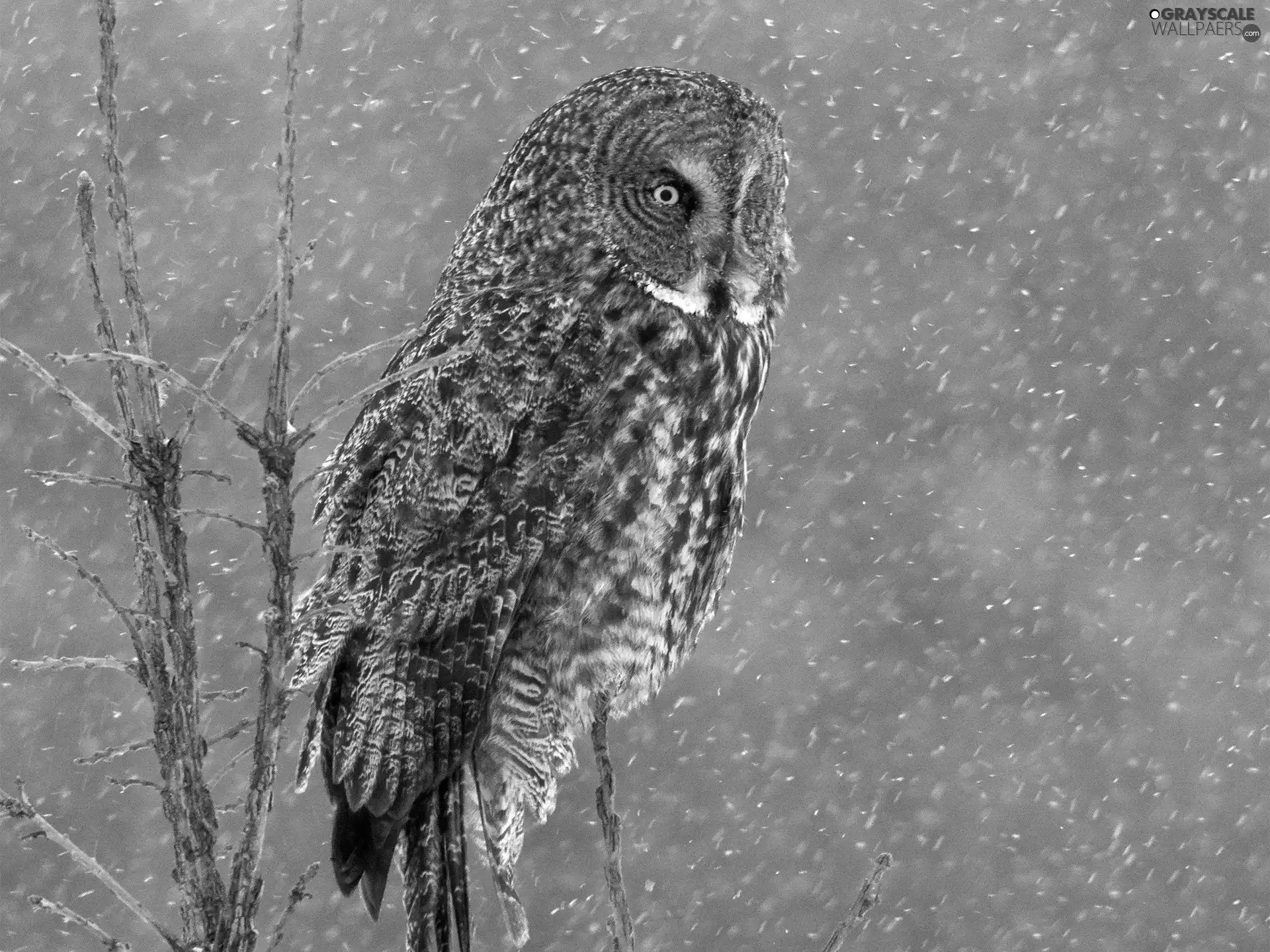 owl, Twigs, snow, Tawny owl great gray owl