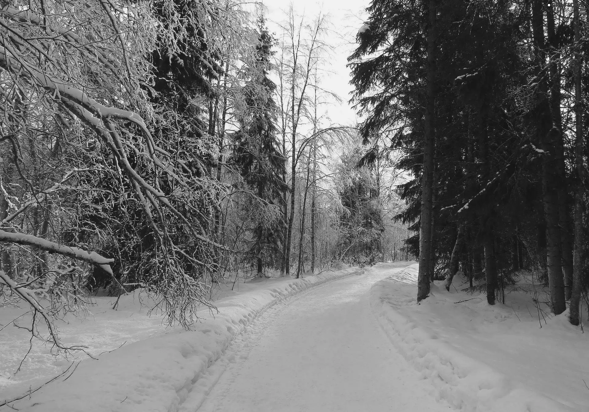 snow, forest, Way