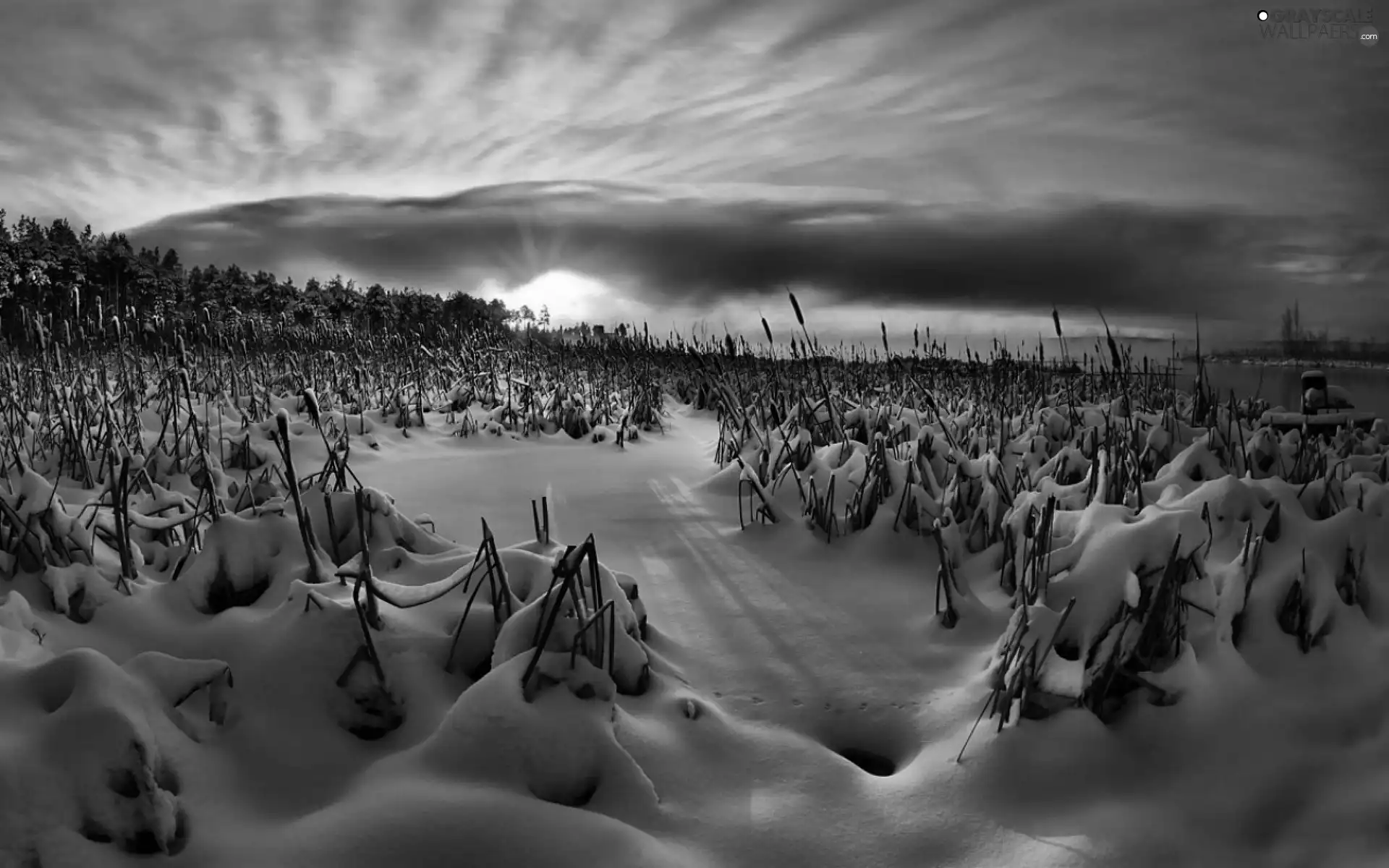 west, rushes, snow, sun