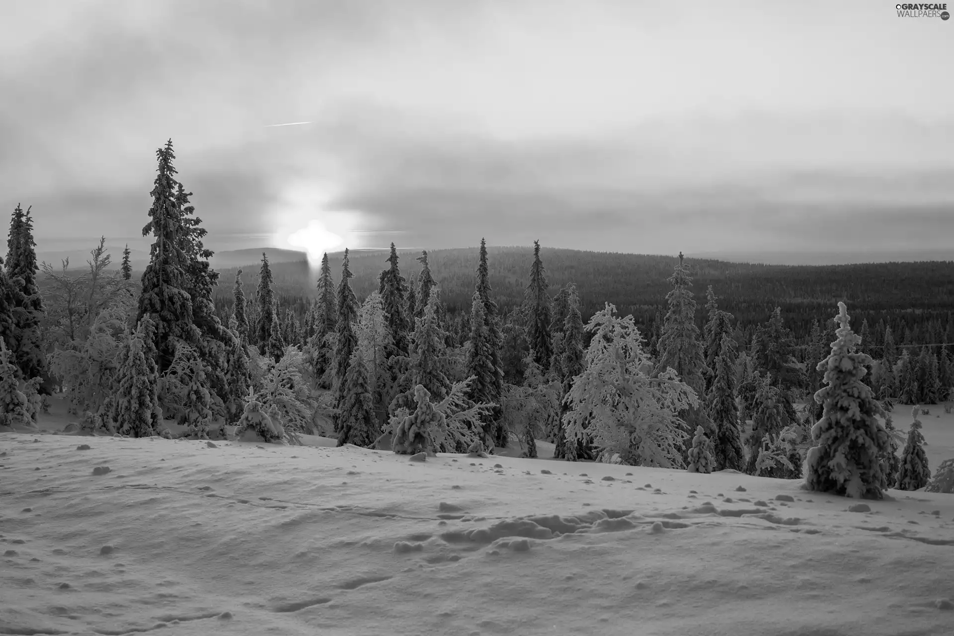 west, woods, snow, sun