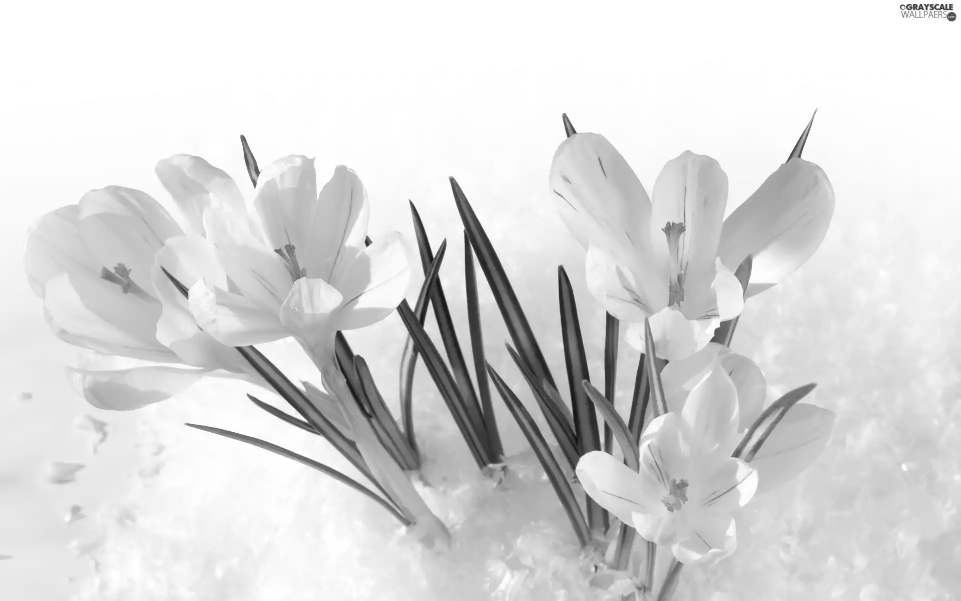 White, Spring, snow, crocuses