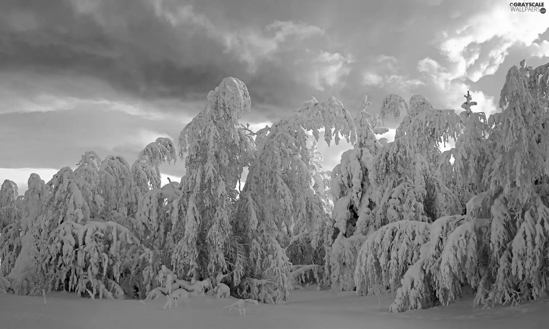 snow, winter, trees, viewes, clouds