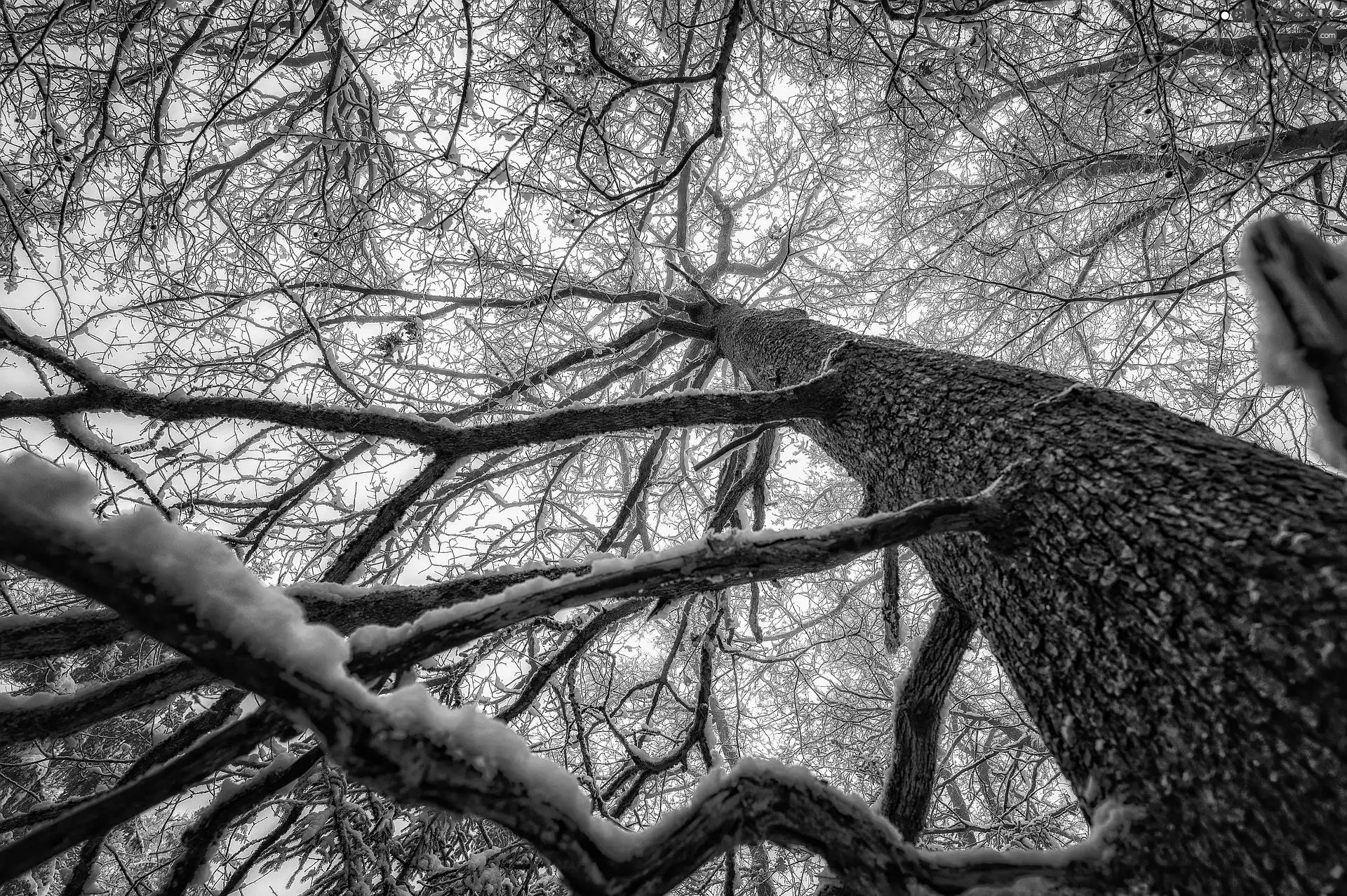 branch pics, cork, snow, trees, winter