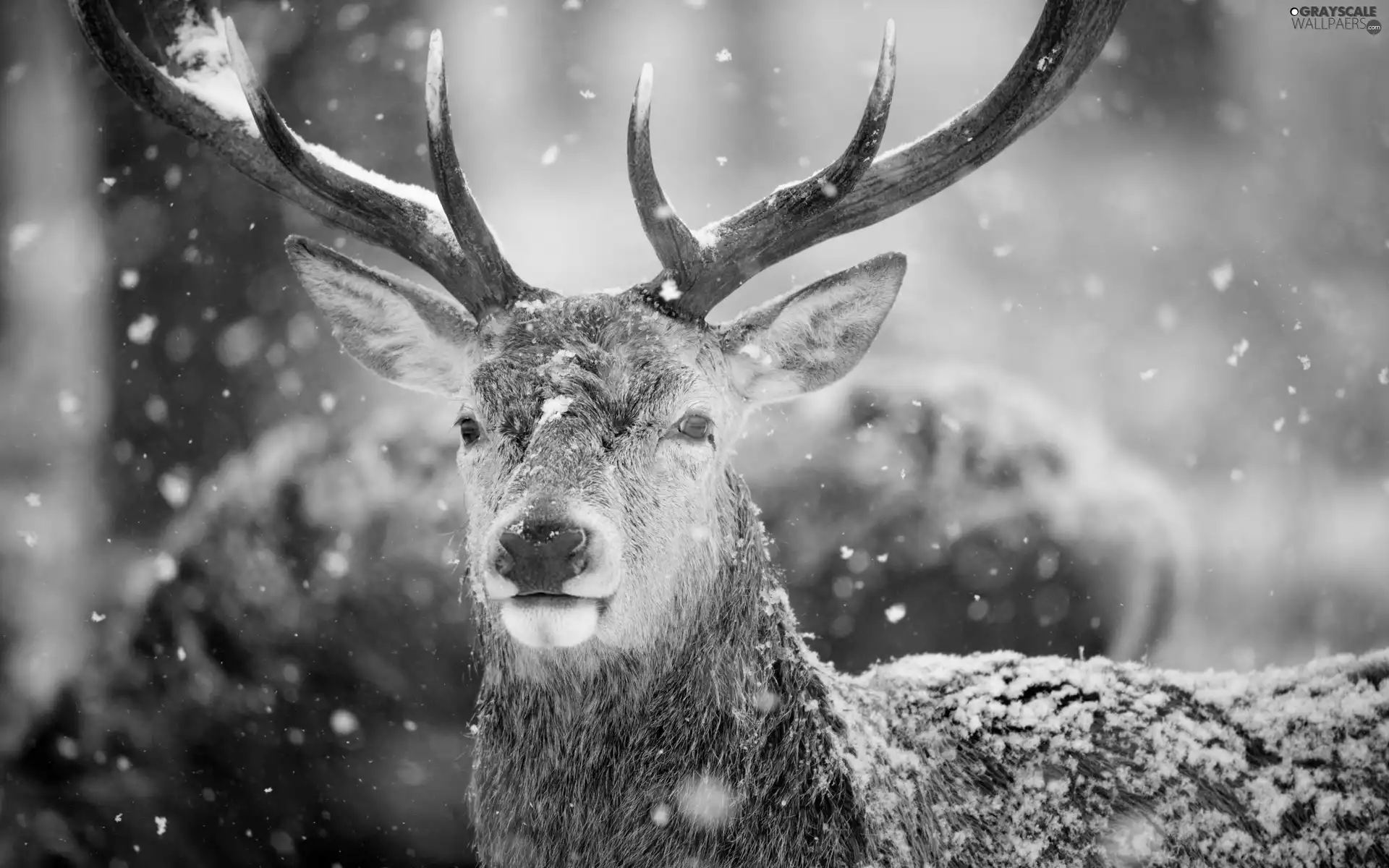 snow, deer, winter