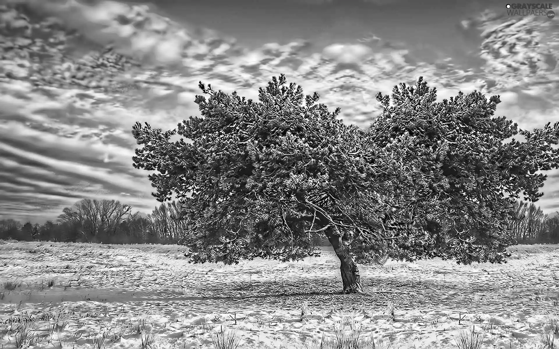 snow, winter, trees, clouds, frosty