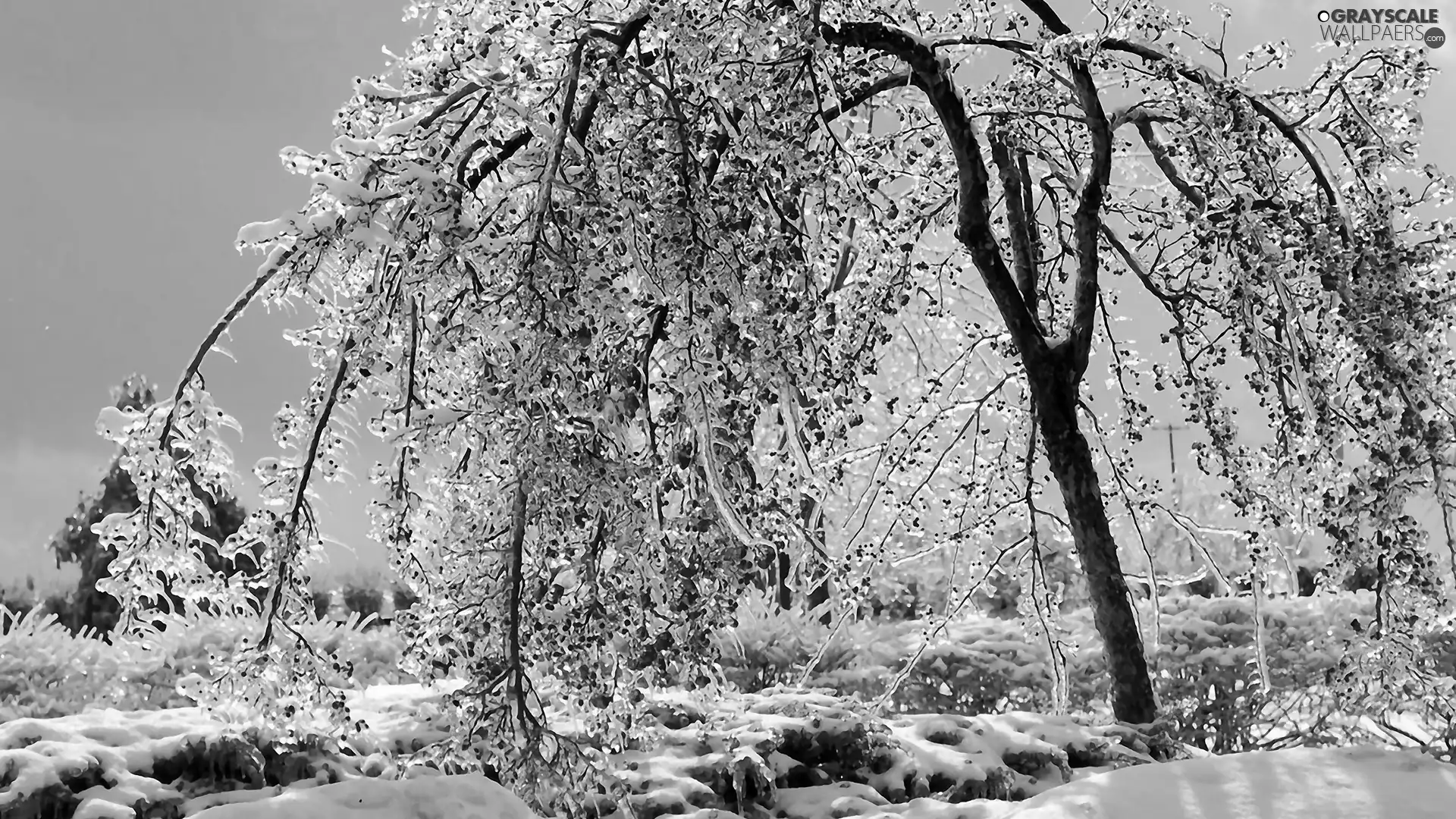 winter, Icecream, snow, trees