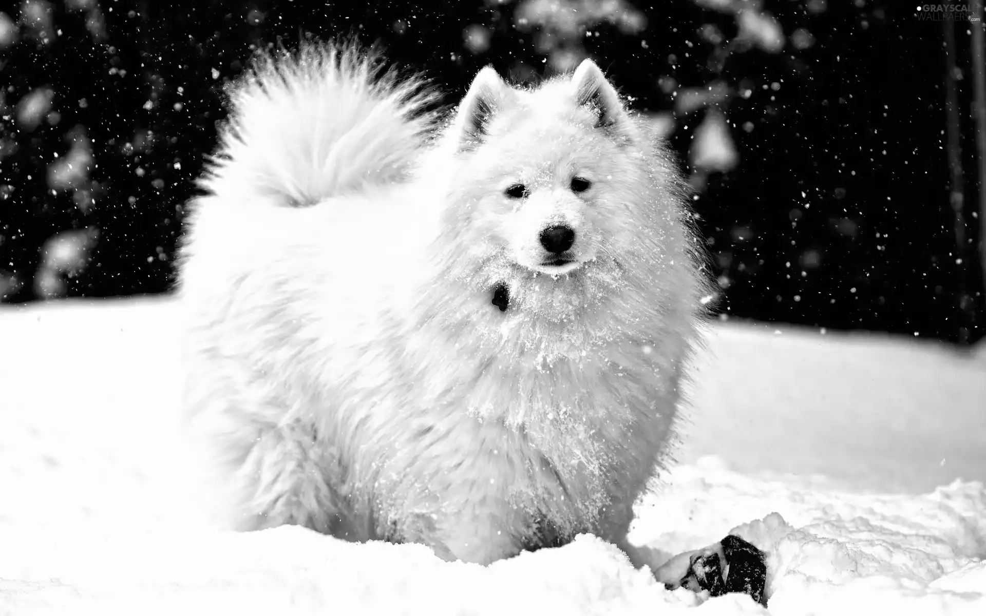 snow, point, winter