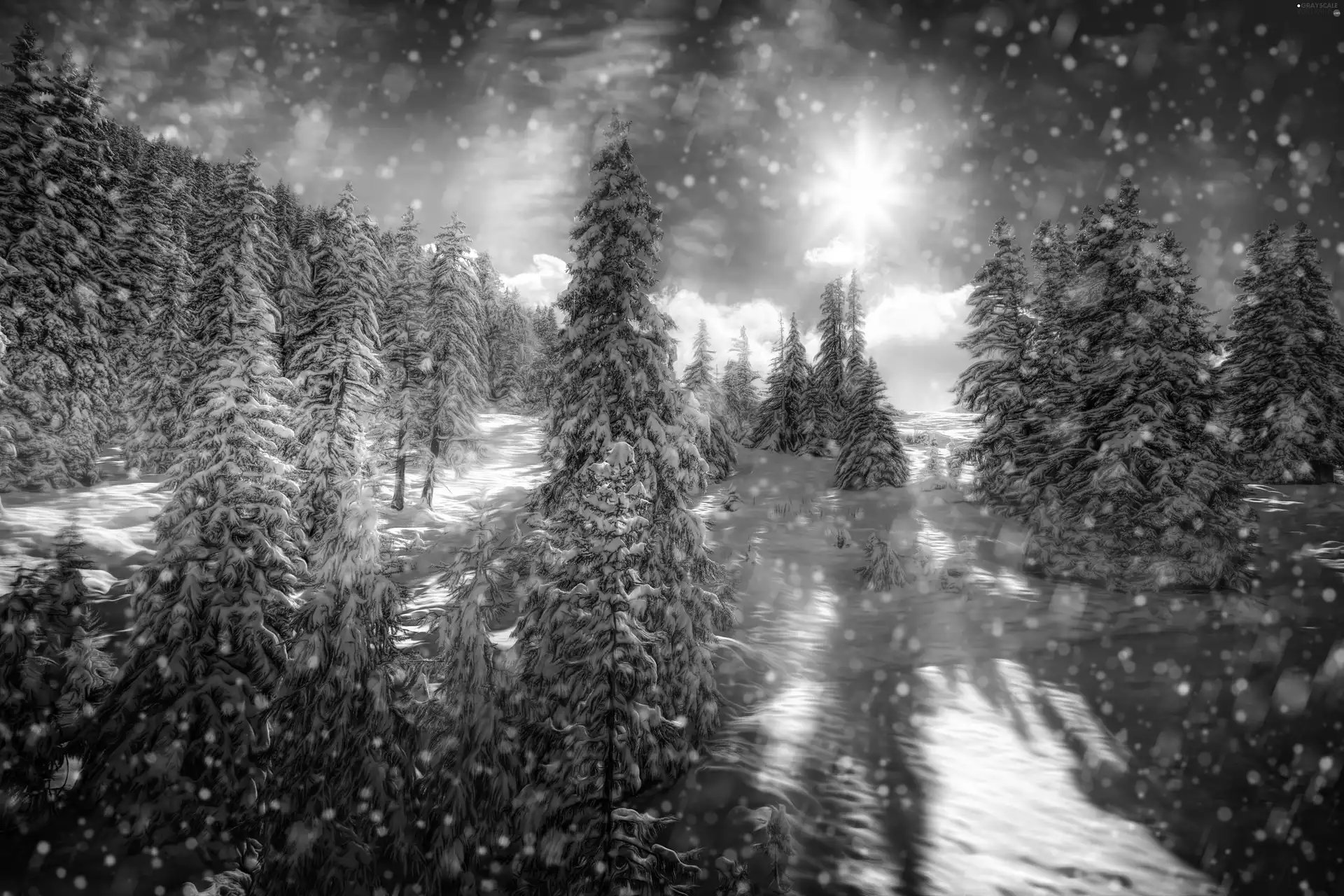 winter, sun, snow, forest