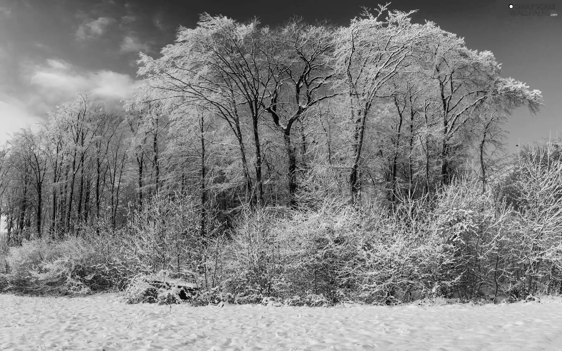 snow, winter, viewes, Bush, trees