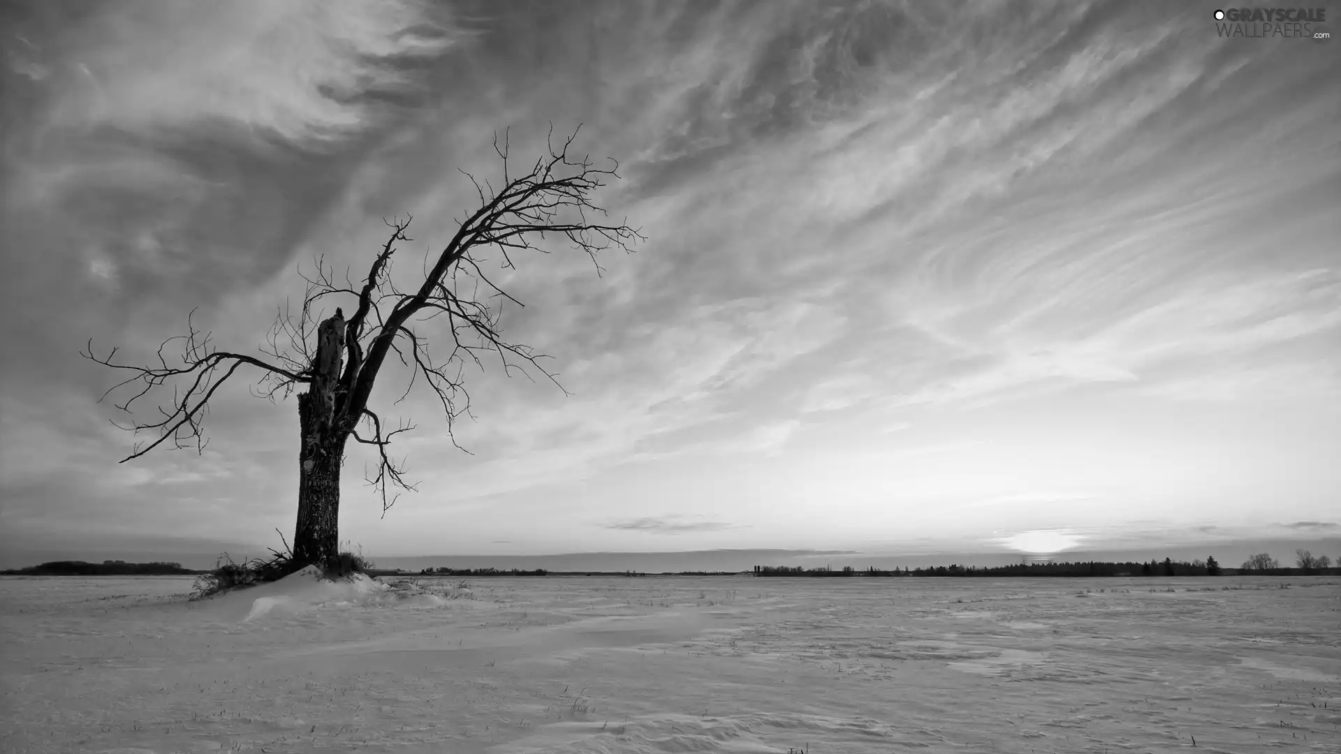 winter, trees, snow, dry