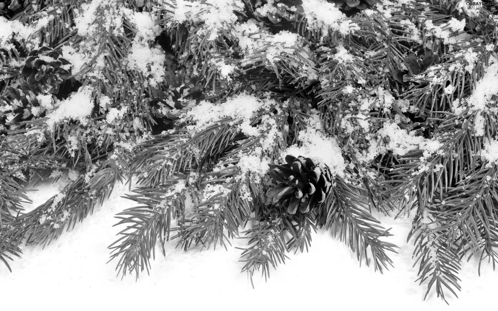 snow, winter, spruce, cones, Twigs