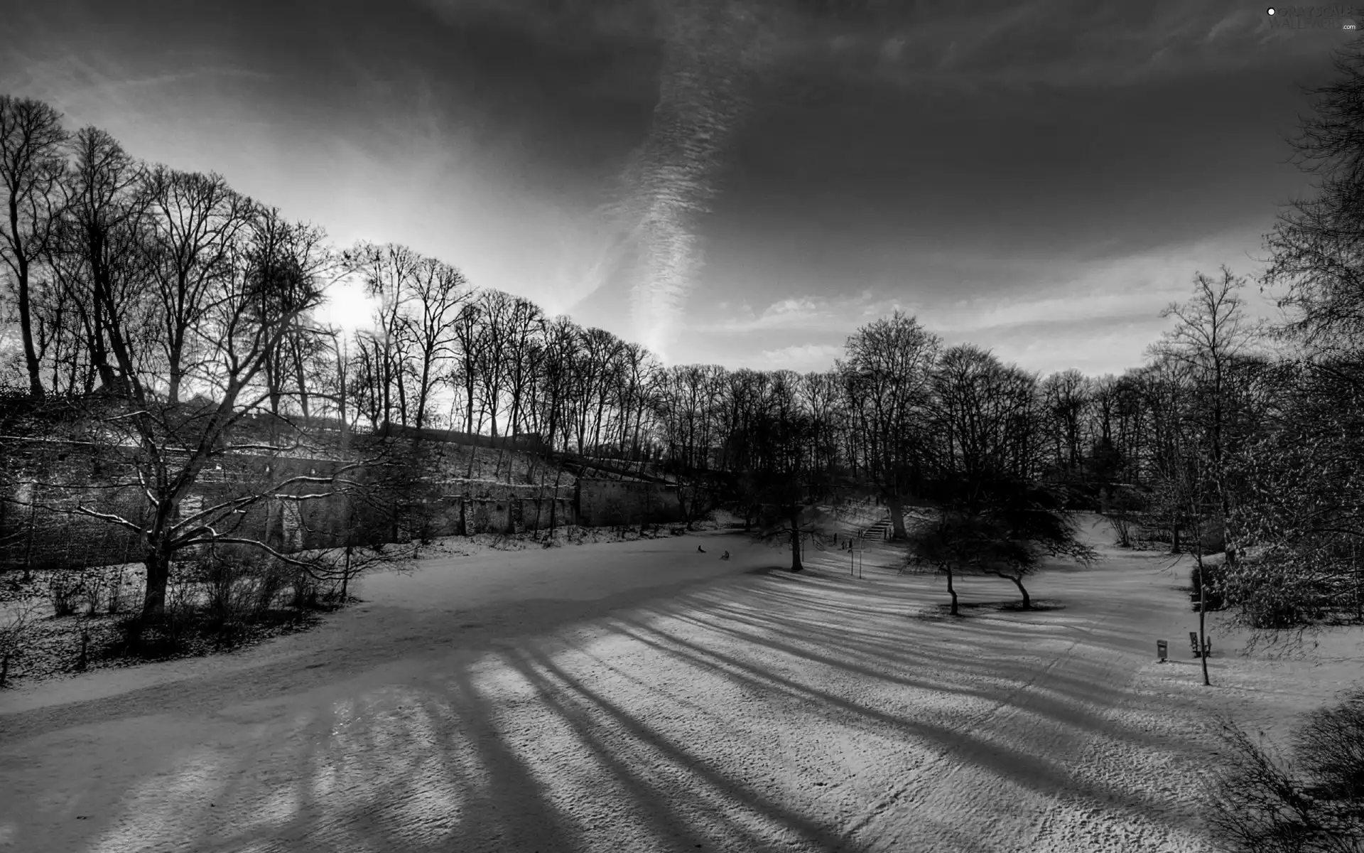 trees, Parks, snow, winter, viewes, color