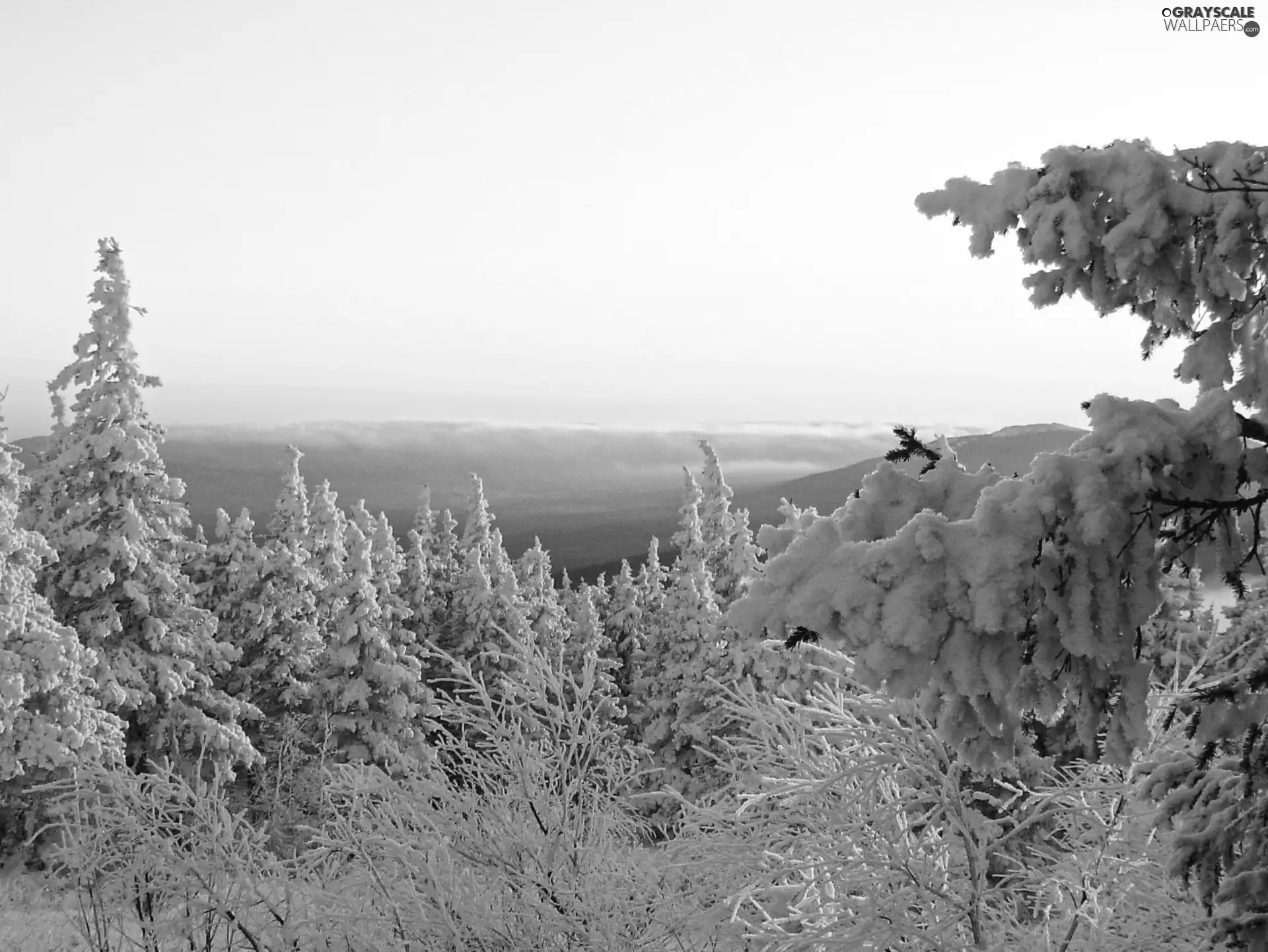 trees, west, snow, winter, viewes, sun