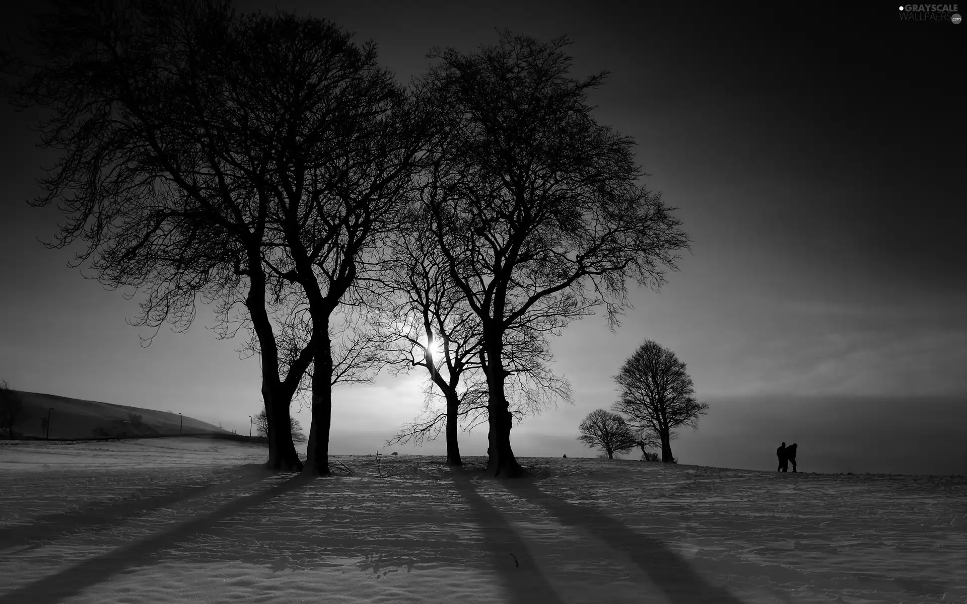 trees, west, snow, winter, viewes, sun